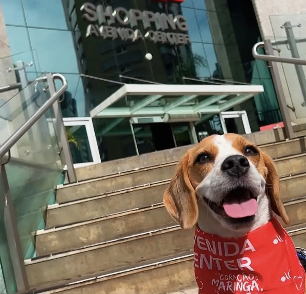 Profissão de cão - Clínica veterinaria 24h VetôPet