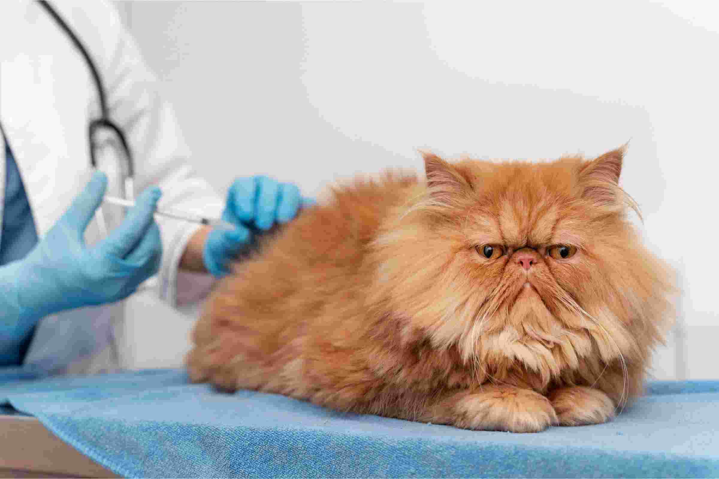 FIV Felina: Tudo Que Você Precisa Saber, clínica veterinária 24h