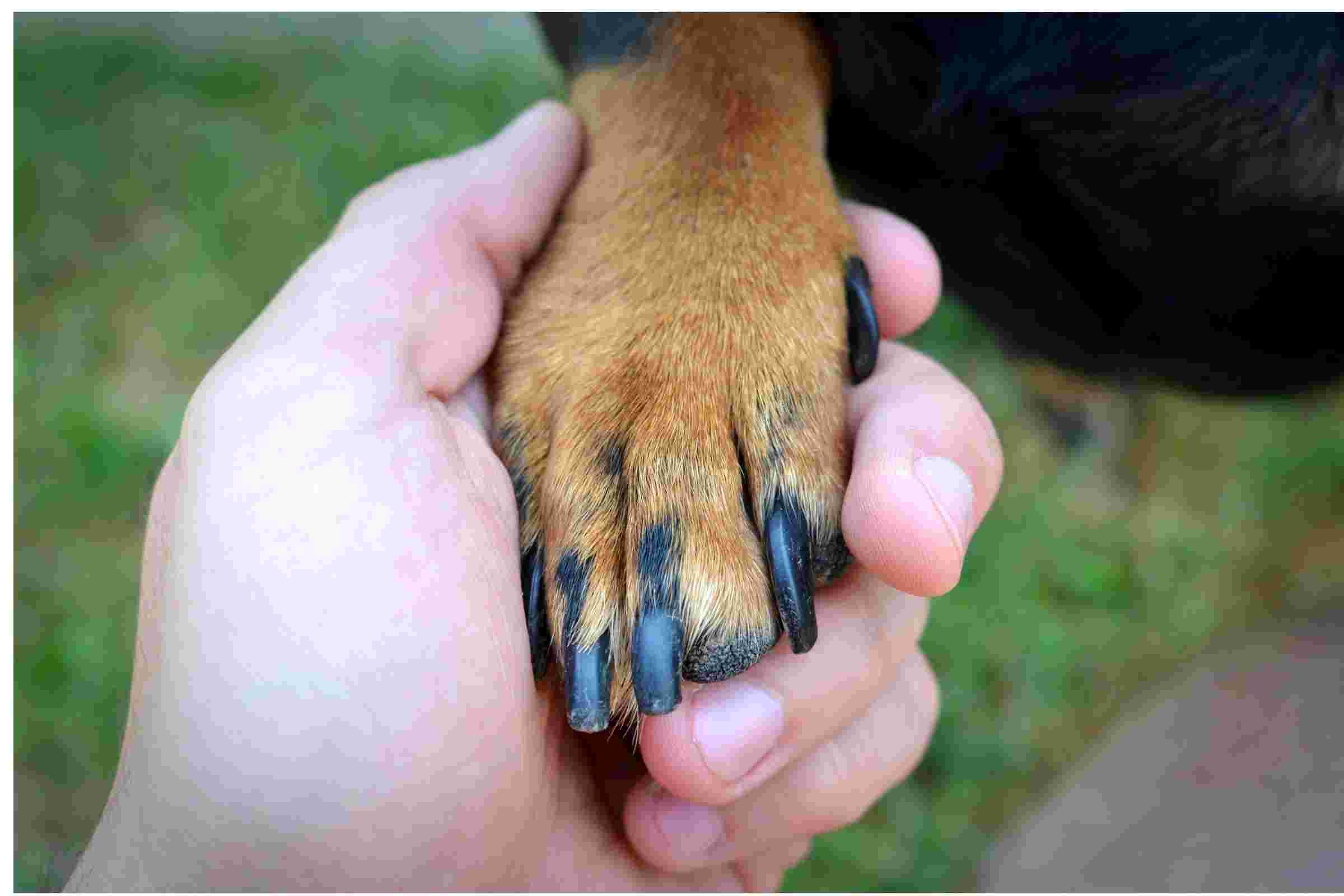 Unha de Cachorro: Devo Cortar? clínica veterinária 24h