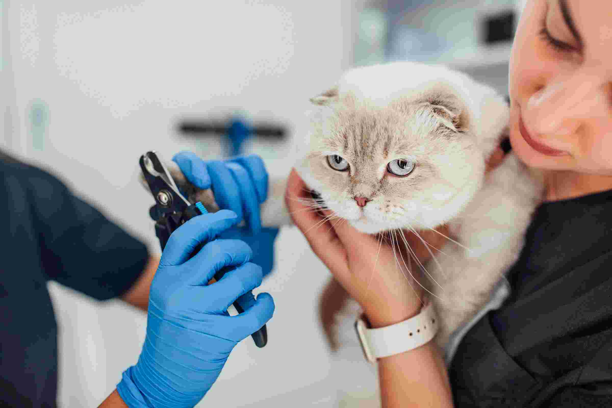 Unhas de gato: devo cortar? clínica veterinária 24h