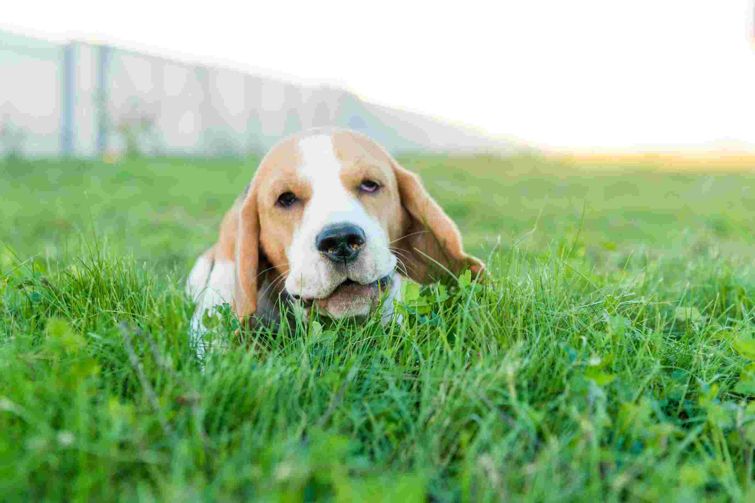 Cachorro comendo grama: Por que eles fazem isso?, clínica veterinária 24h