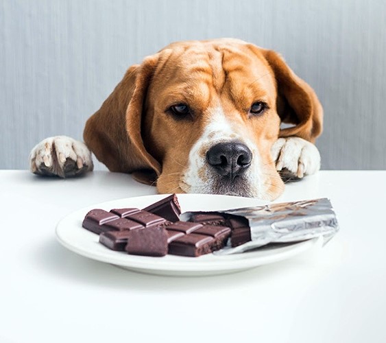 cachorro pode comer chocolate