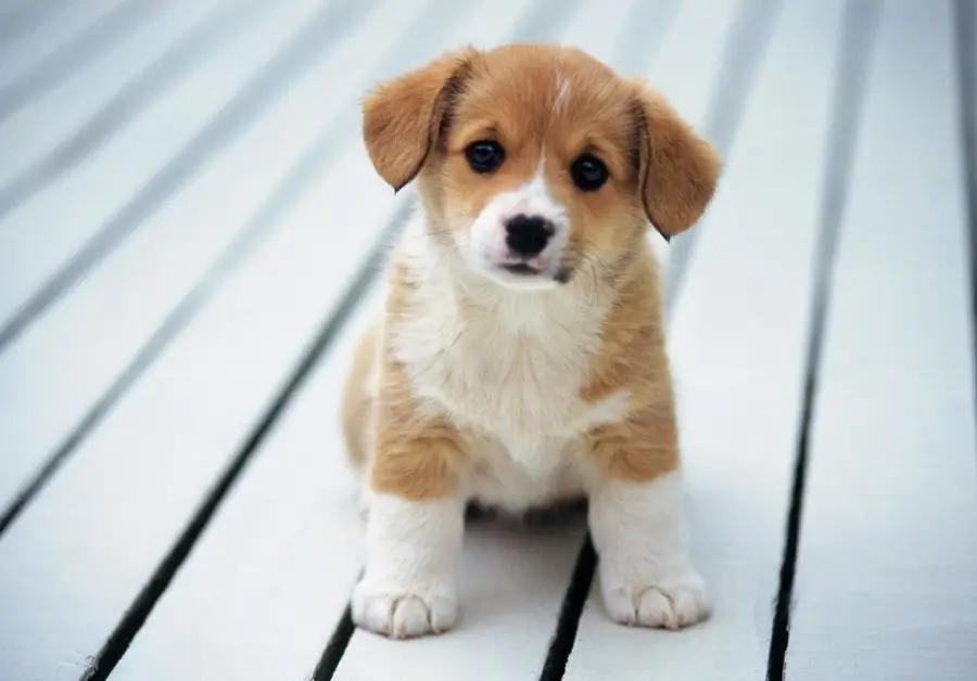 castração de cachorro macho a importancia