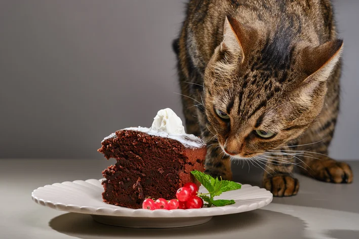 gato pode comer chocolate