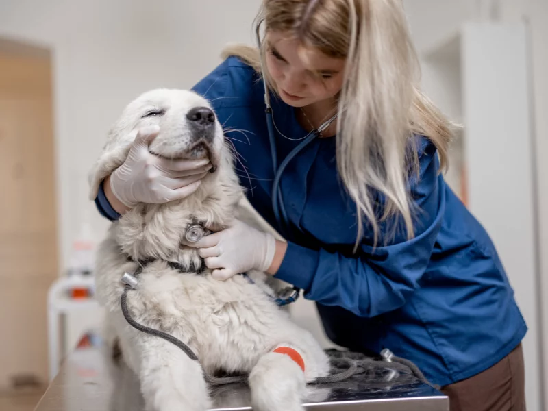 Neurologista Veterinários em Maringá