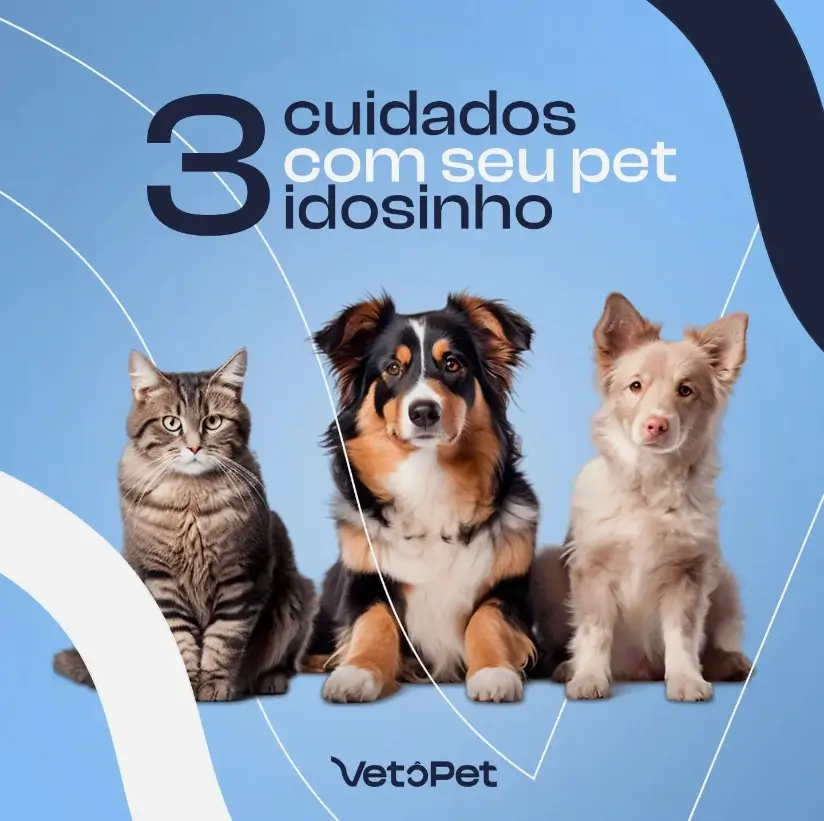 pet-idoso-cuidados-clinica-veterinaria-24h-vetopet