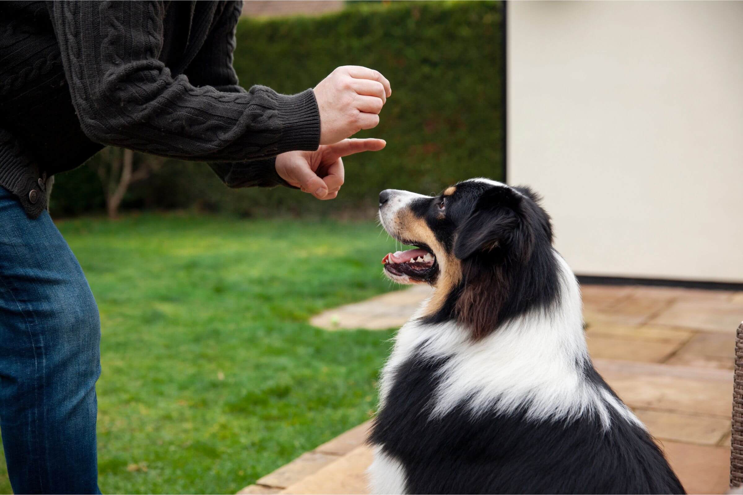 Adestramento para Cães: O Que Você Precisa Saber clínica veterinária 24h