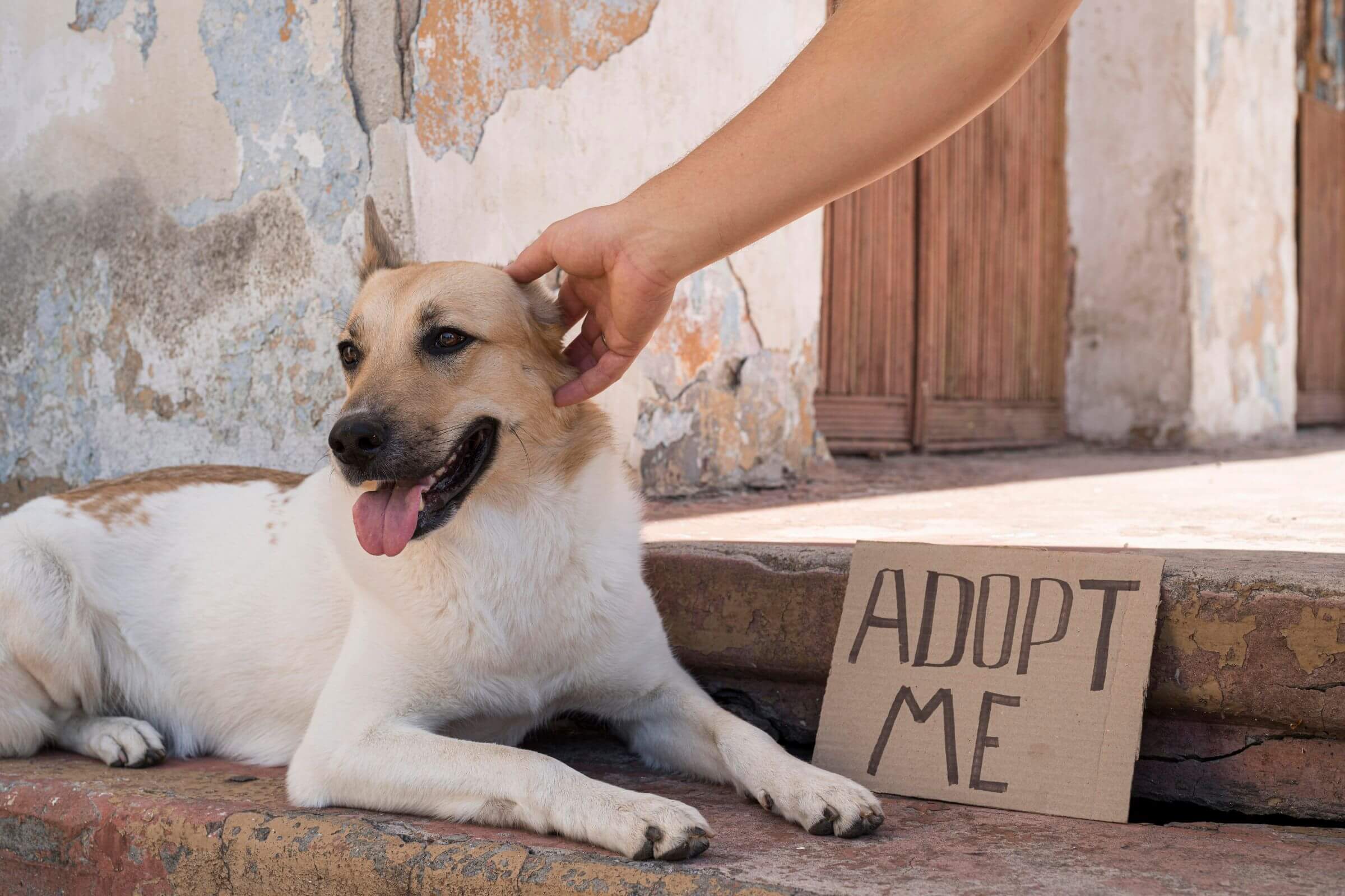 Adoção de Cães: Cuidados Essenciais para Receber seu Amigo clínica veterinária 24h