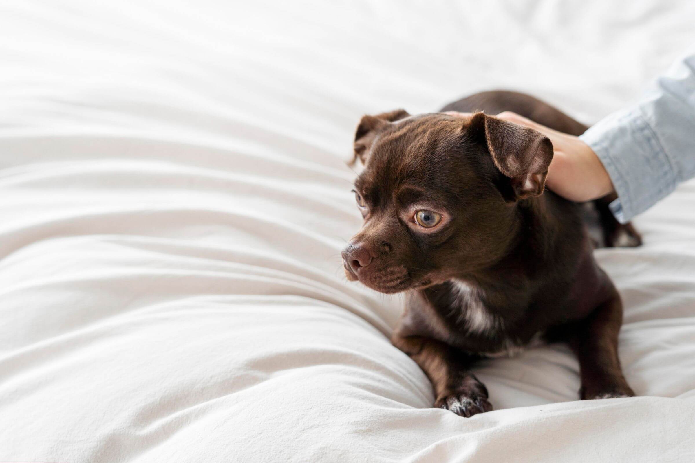 Cachorro Tremendo: O que Pode Ser? clínica veterinária 24h