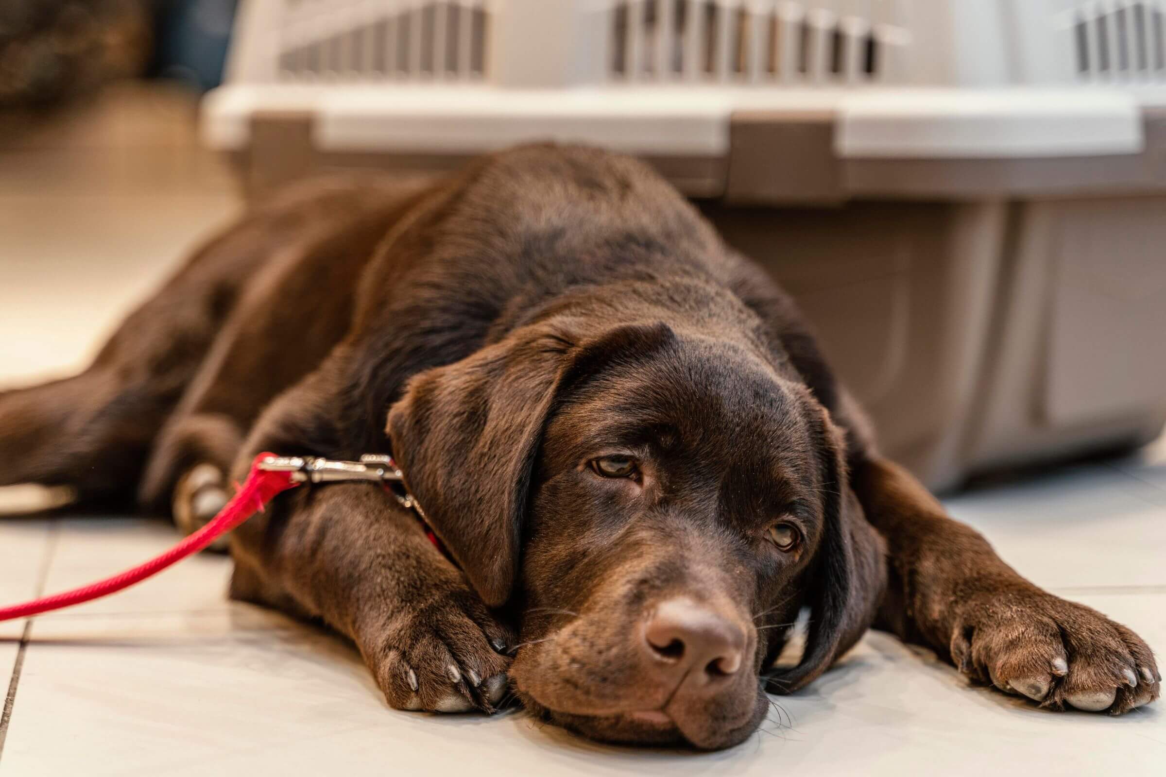 Cachorro urinando sangue: O que fazer? clínica veterinária 24h