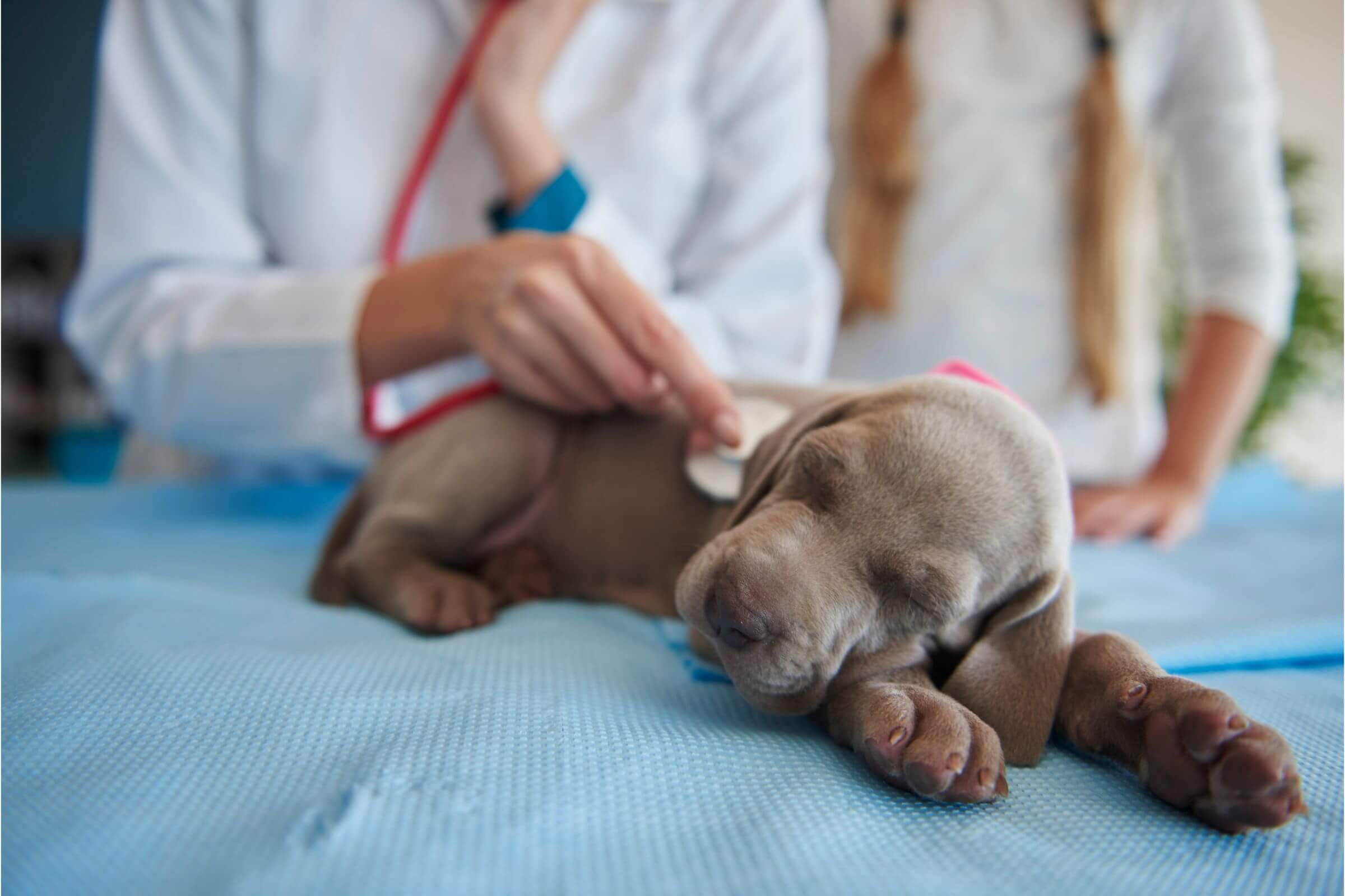 Cardiologista Veterinário: Quanto Custa em Maringá em 2024? clínica veterinária 24h