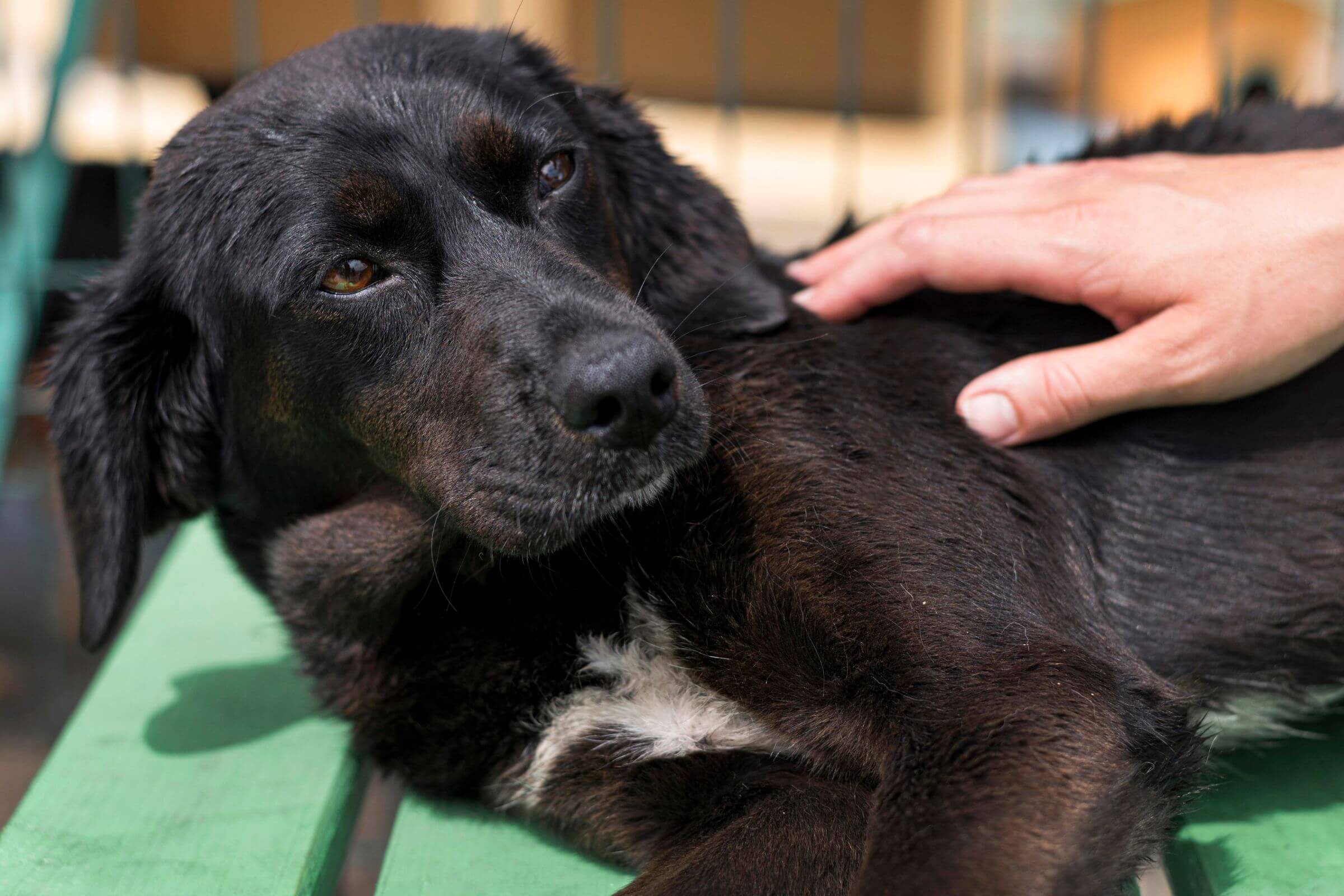 Cinomose em Cães: Guia Completo, clínica veterinária 24h