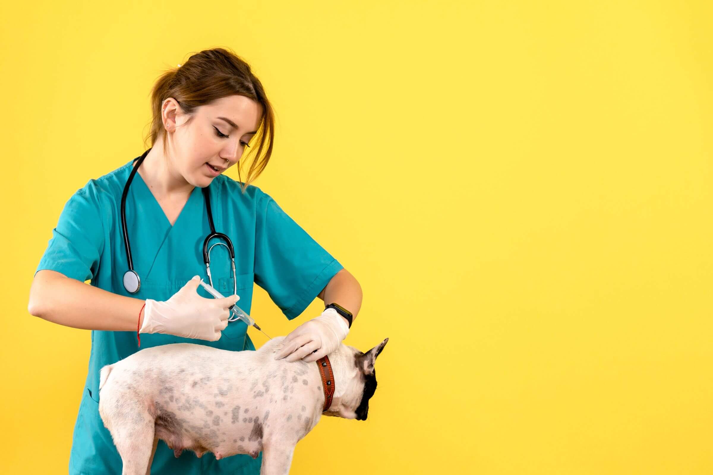 Dermatologista Veterinário: Quanto Custa em Maringá em 2024? clínica veterinária 24h