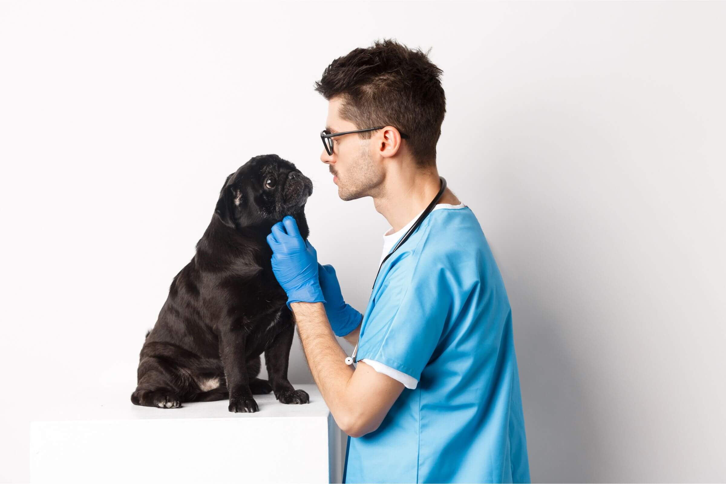 Endocrinologista Veterinário: Quanto Custa em Maringá em 2024? clínica veterinária 24h