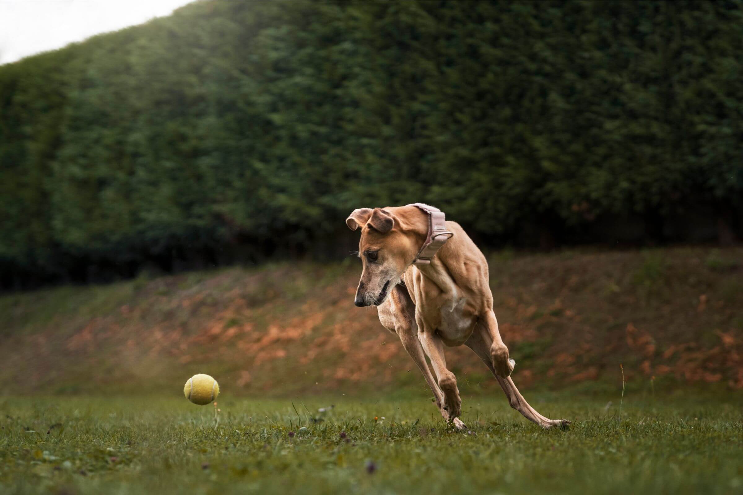 Enriquecimento Ambiental para Cachorros: Benefícios e Dicas, clínica veterinária 24h