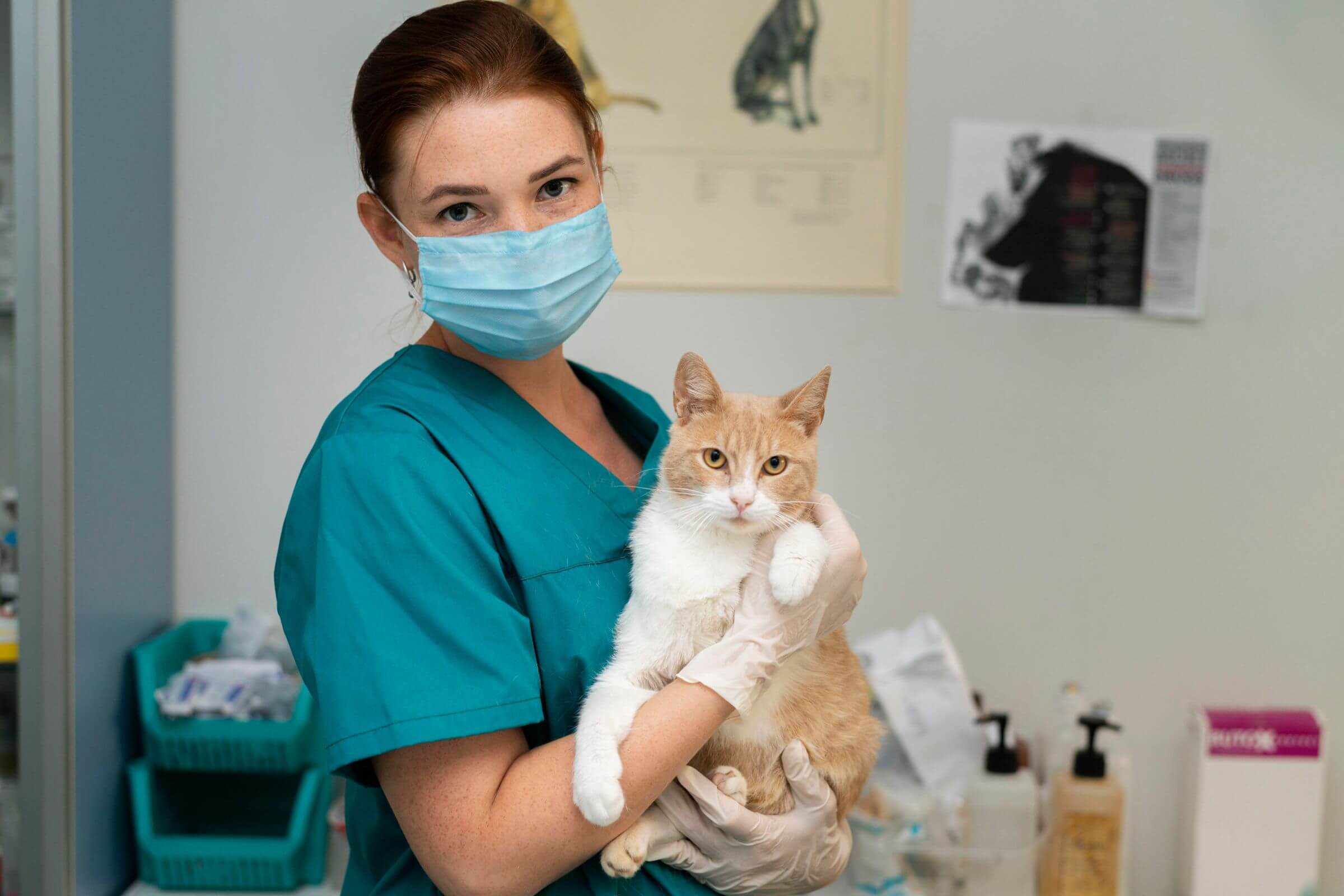 Especialista em Gatos: Quanto Custa em Maringá em 2024? clínica veterinária 24h