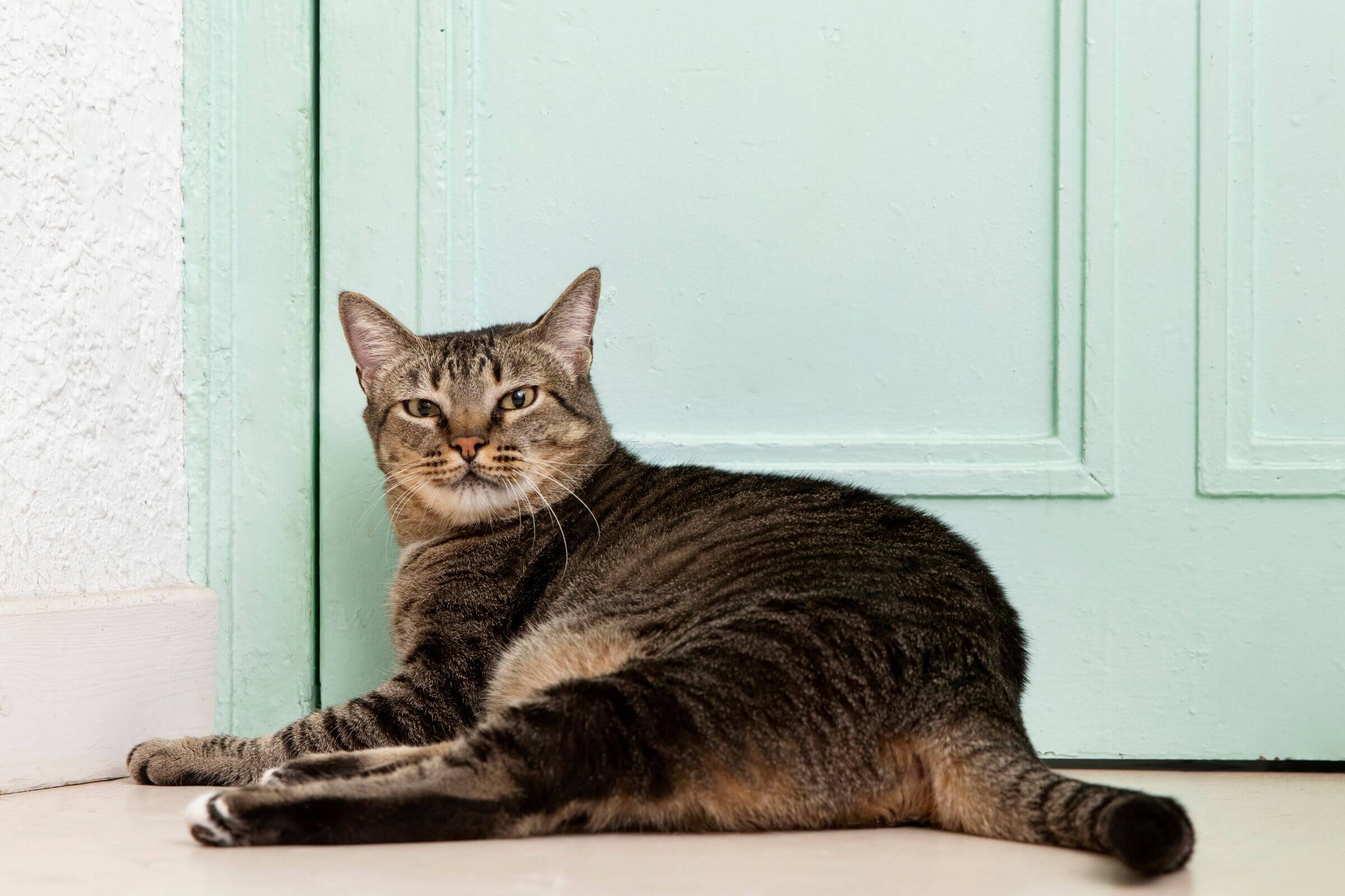 Expectativa de Vida do Gato: Quantos Anos Vive um Gato? clínica veterinária 24h