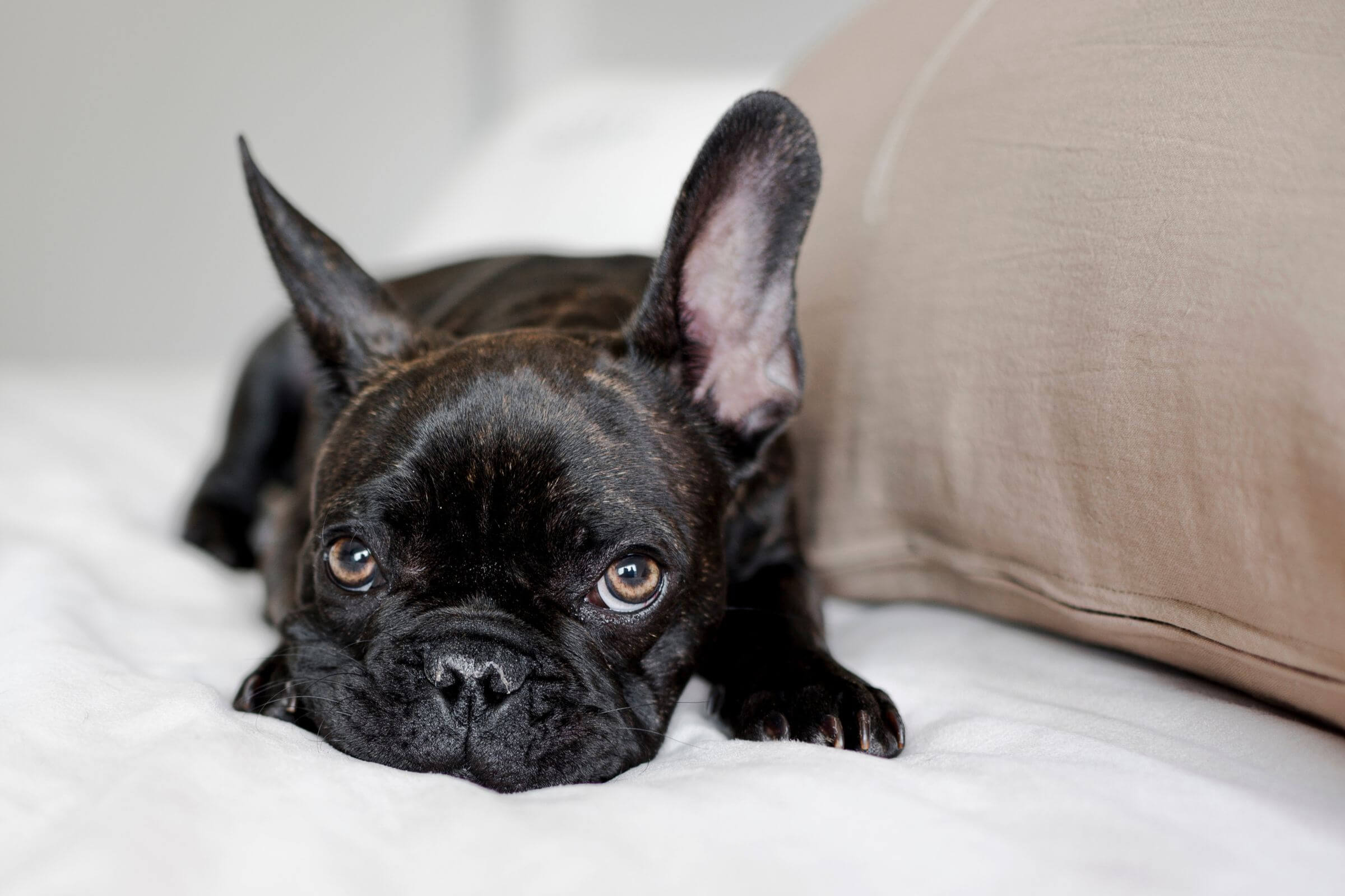 Gripe Canina: Guia Completo para Cuidar do Seu Pet, clínica veterinária 24h