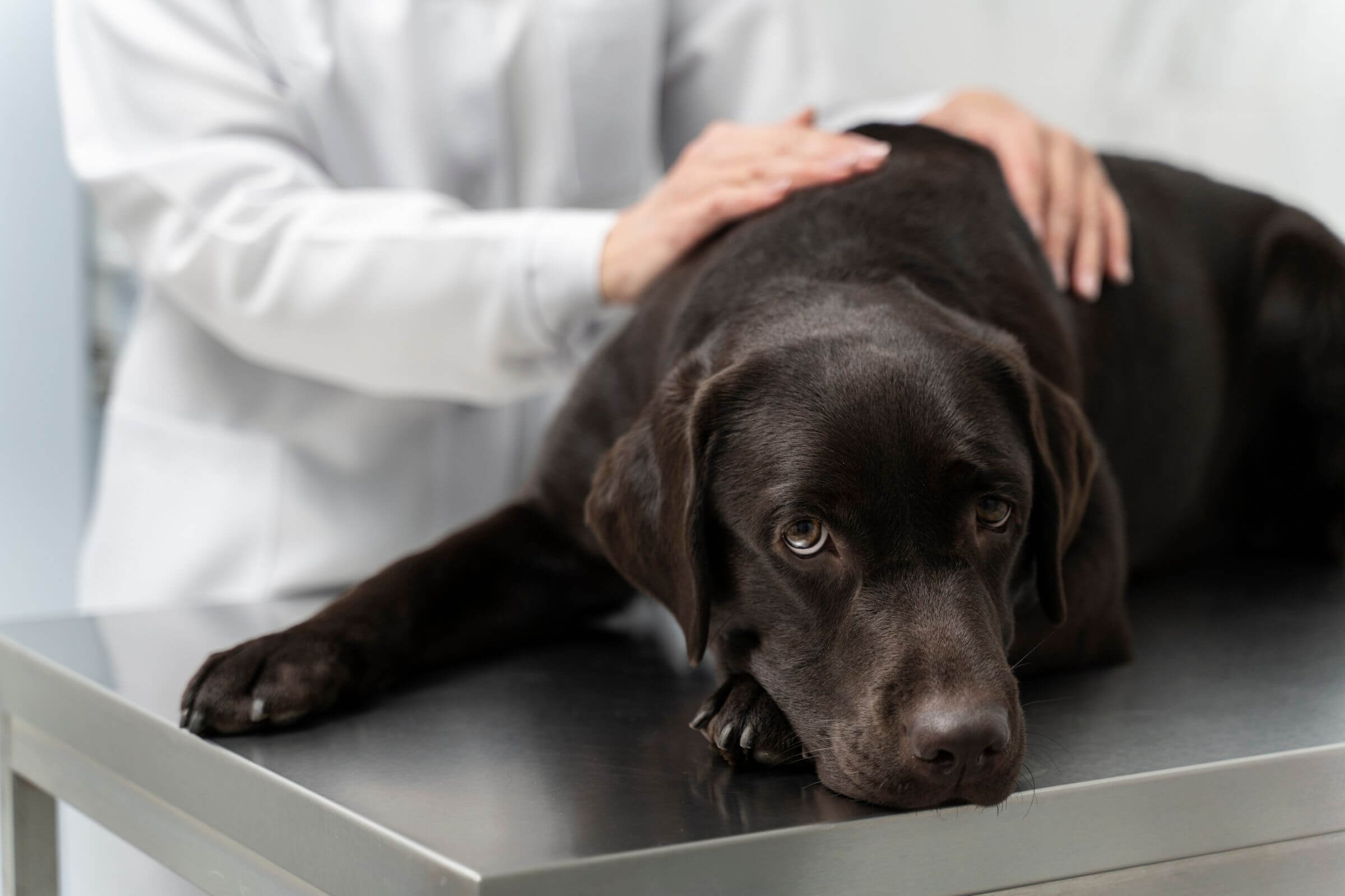 Parvovirose em Cães: Guia Completo, clínica veterinária 24h