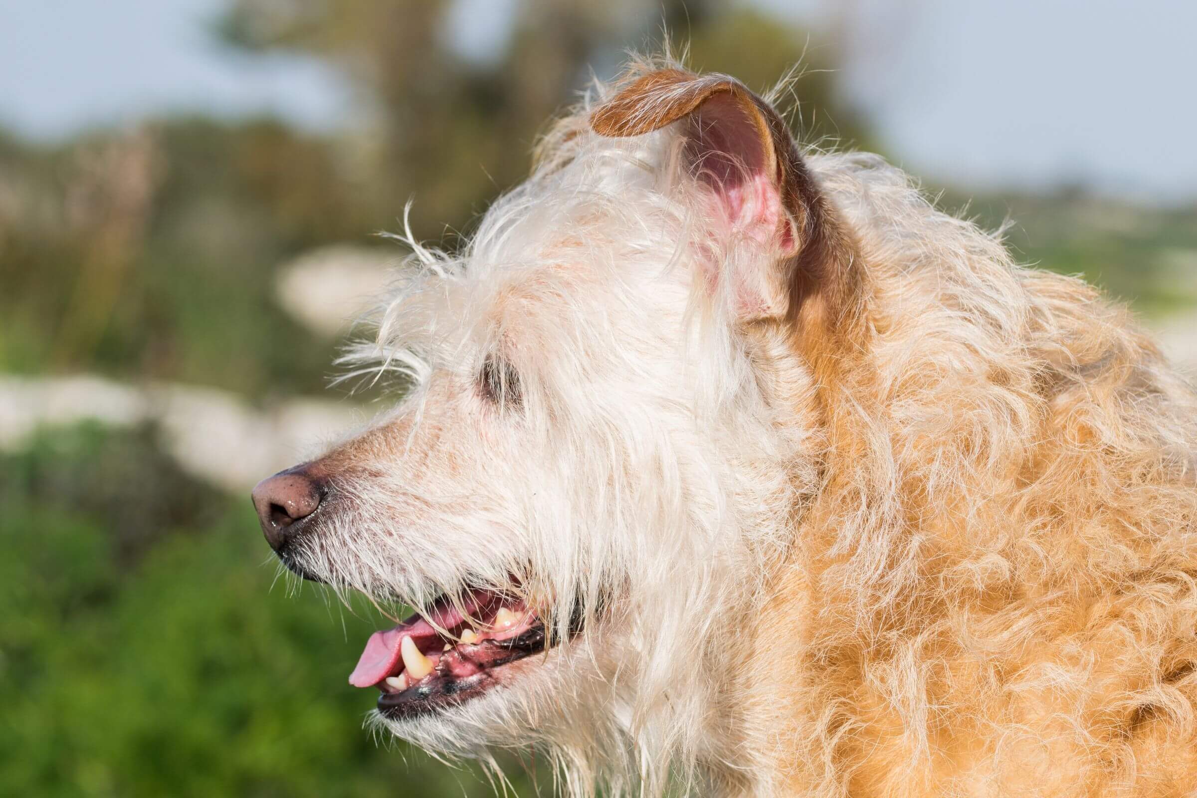 Quantos Anos Vive um Cachorro? clínica veterinária 24h