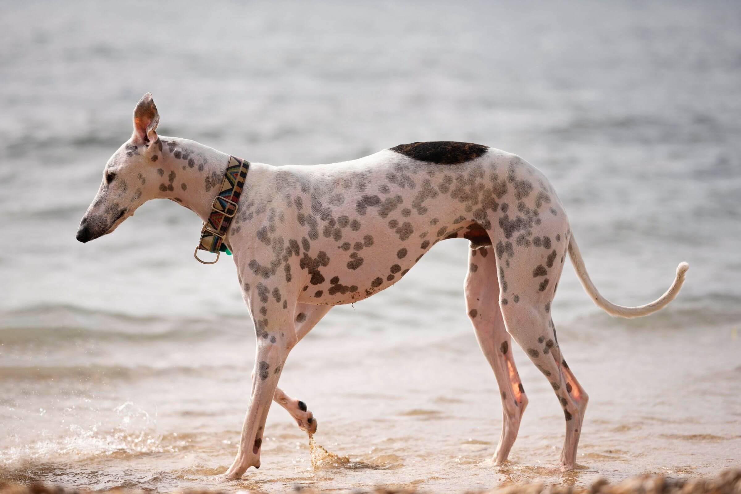 Quais as Raças Raras de Cachorro Mais Exclusivas do Mundo? clínica veterinária 24h