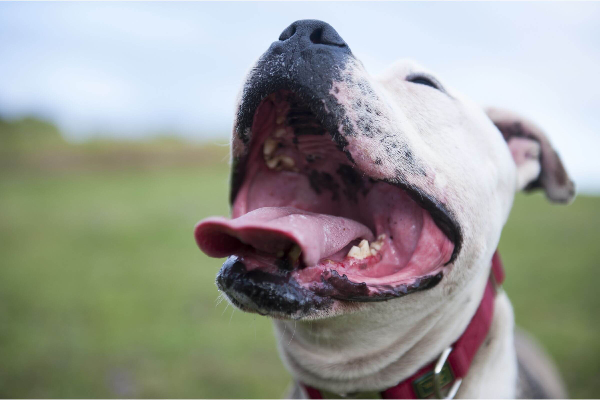 Bafo em Cães: Entenda os Problemas e Como Tratar, clínica veterinária 24h