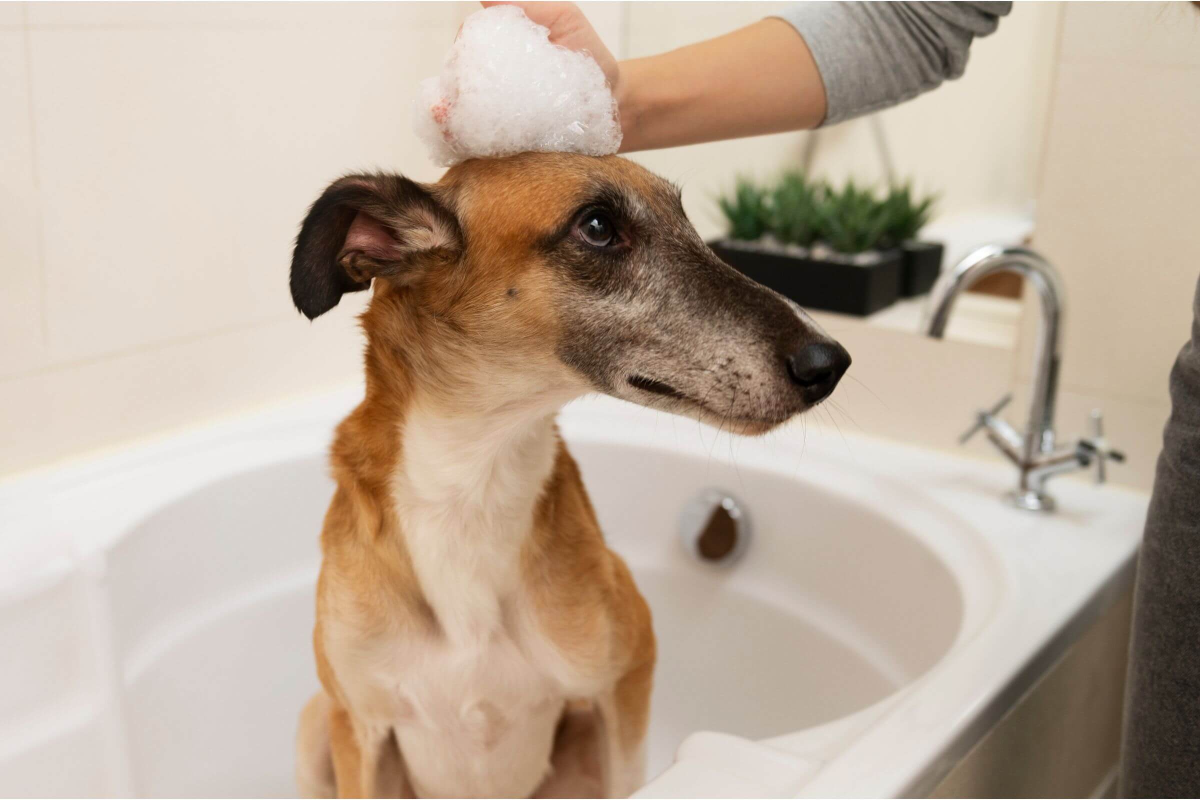 Banho em Casa: Cuidados Essenciais com o Cachorro, clínica veterinária 24h