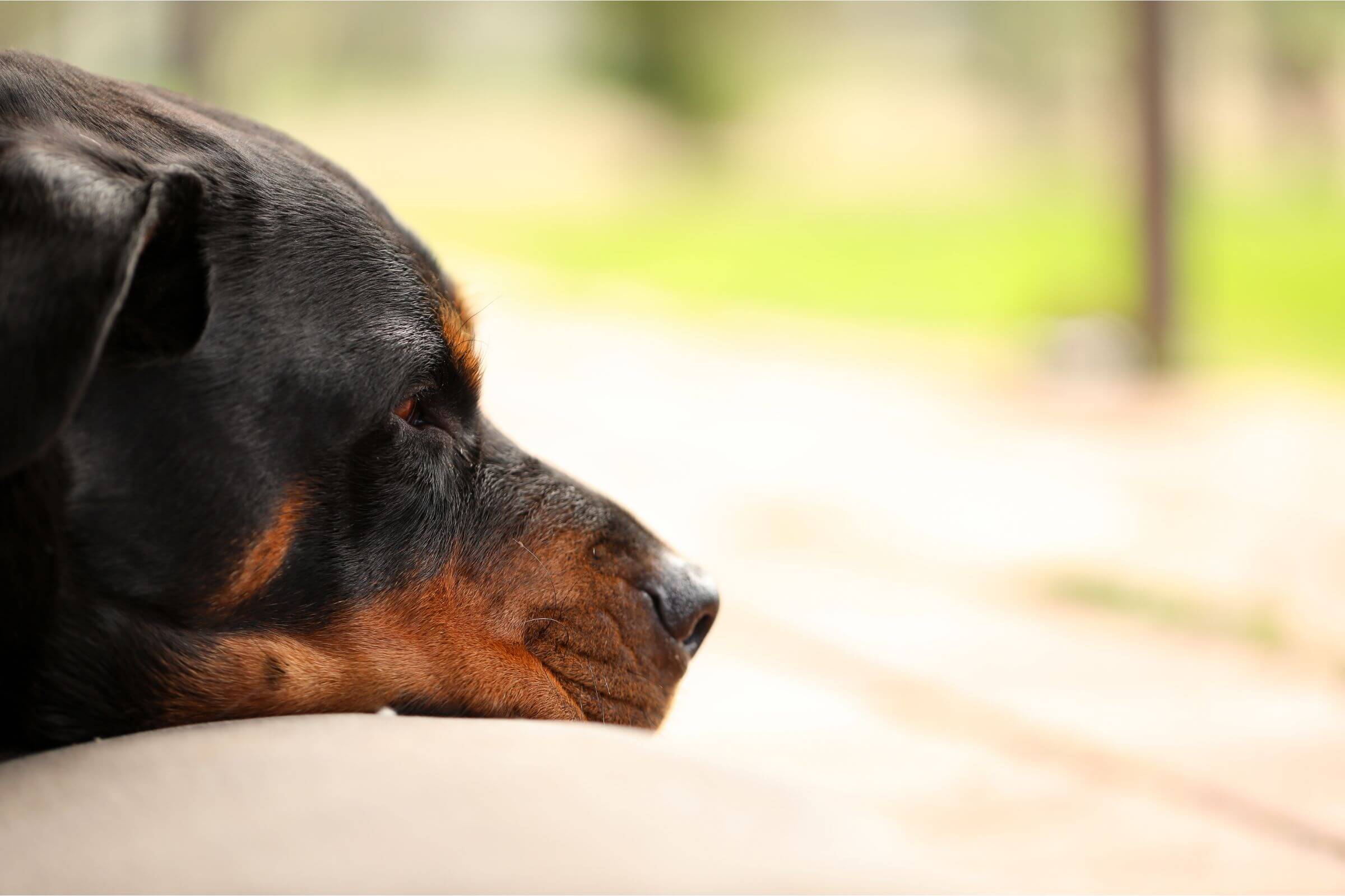 Cachorro sangrando pelo nariz: O que devo fazer? clínica veterinária 24h