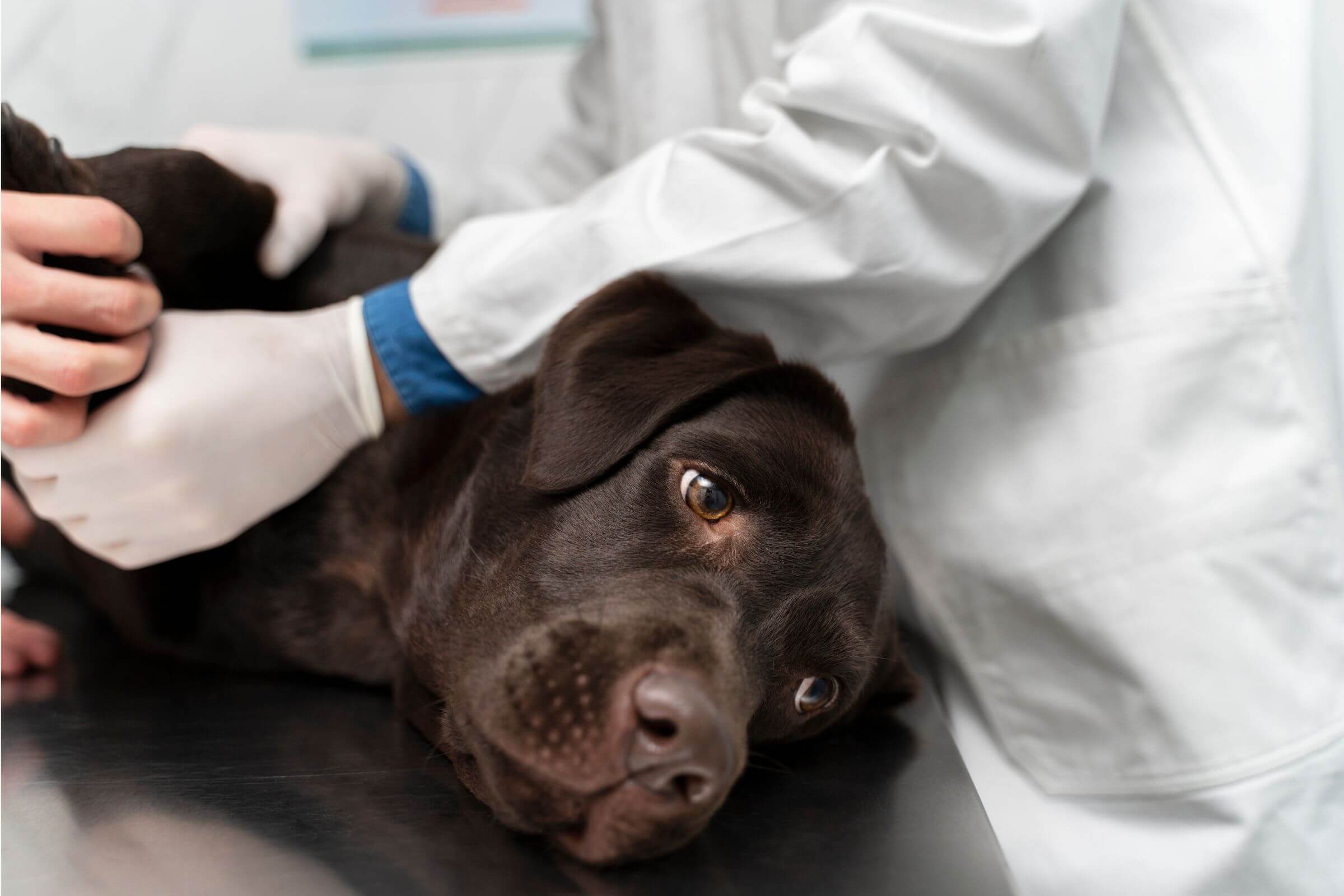 Câncer em Cães: Sinais e Tratamentos, clínica veterinária 24h