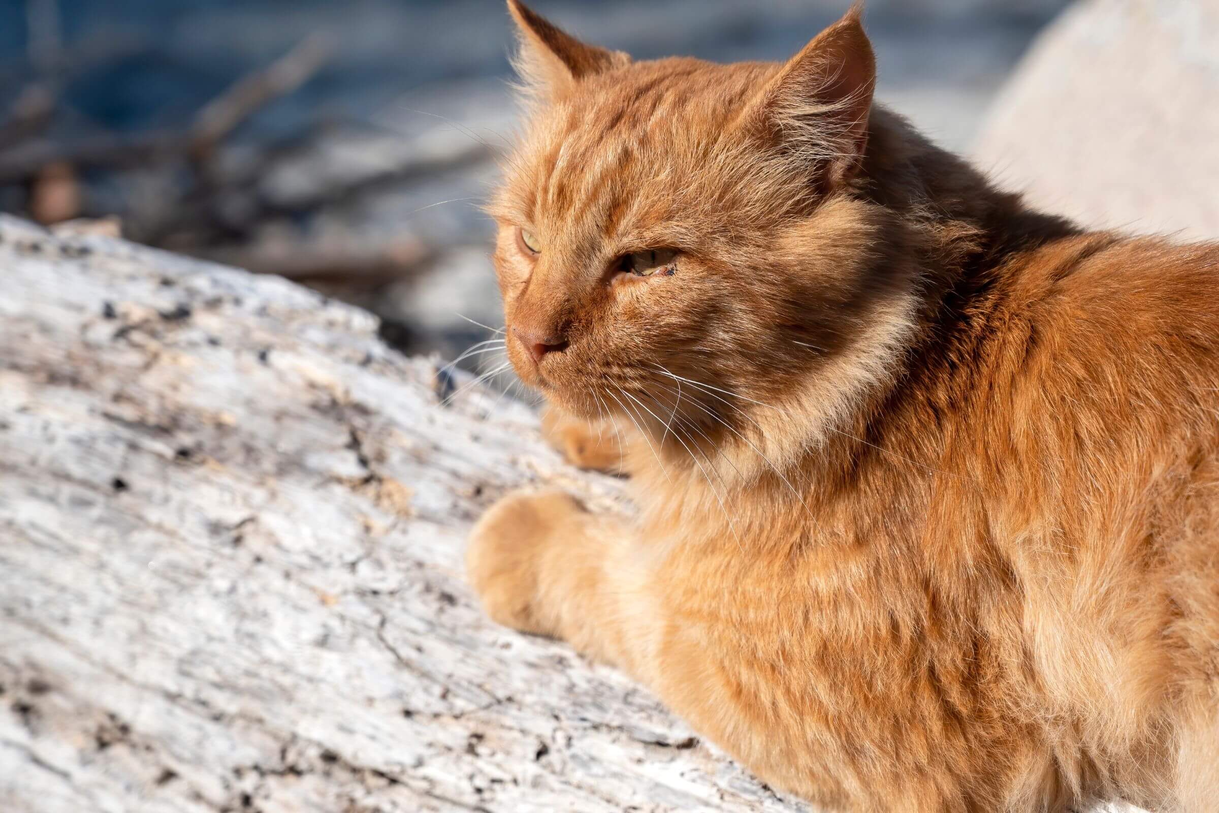 Conjuntivite em Gatos: O Que Devo Fazer? clínica veterinária 24h