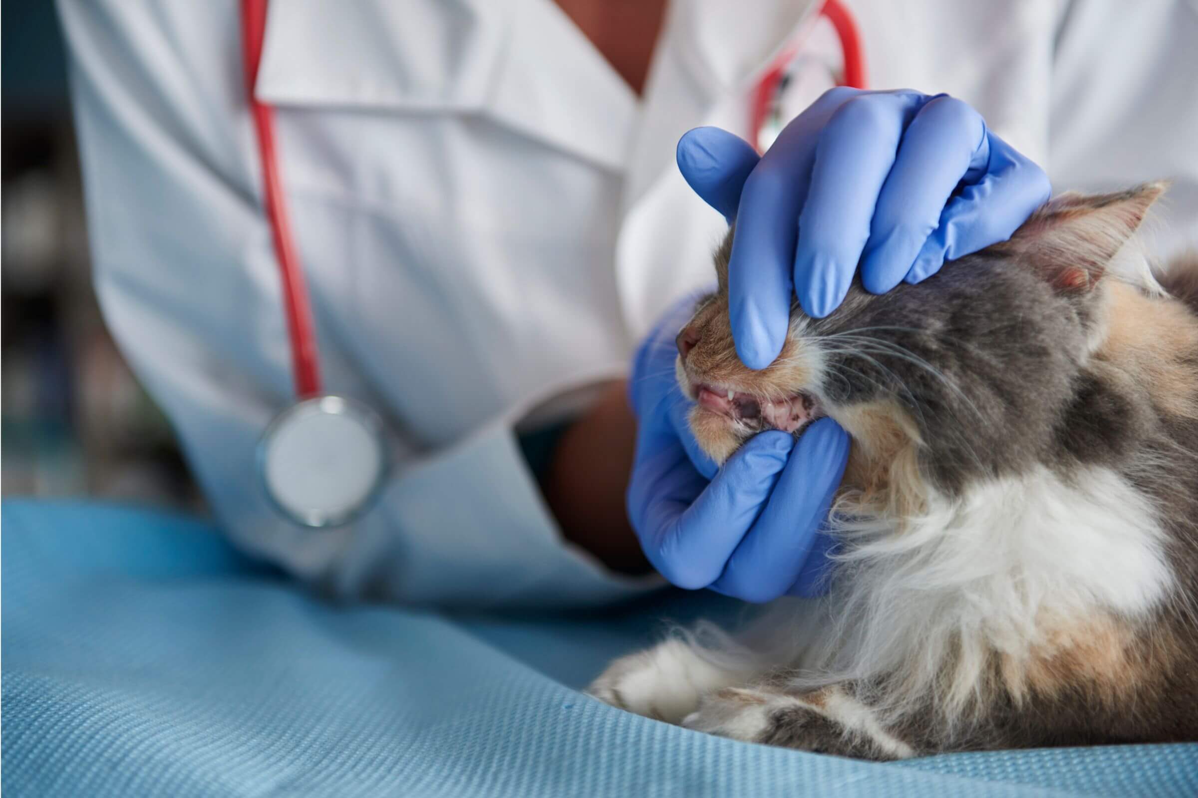 Dentista de Gato: A Importância do Odontologista, clínica veterinária 24h