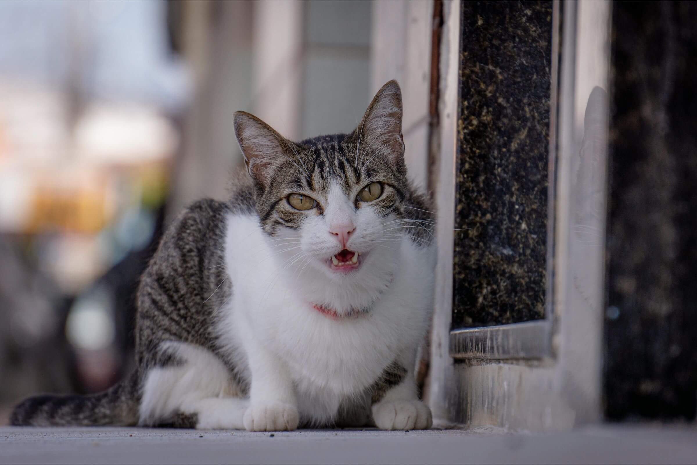 Gato Espirrando: Devo Me Preocupar? clínica veterinária 24h