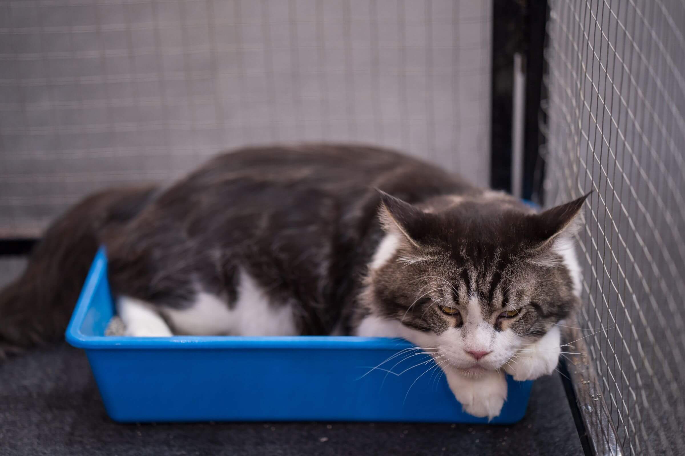 Gato urinando sangue: O que devo fazer? clínica veterinária 24h