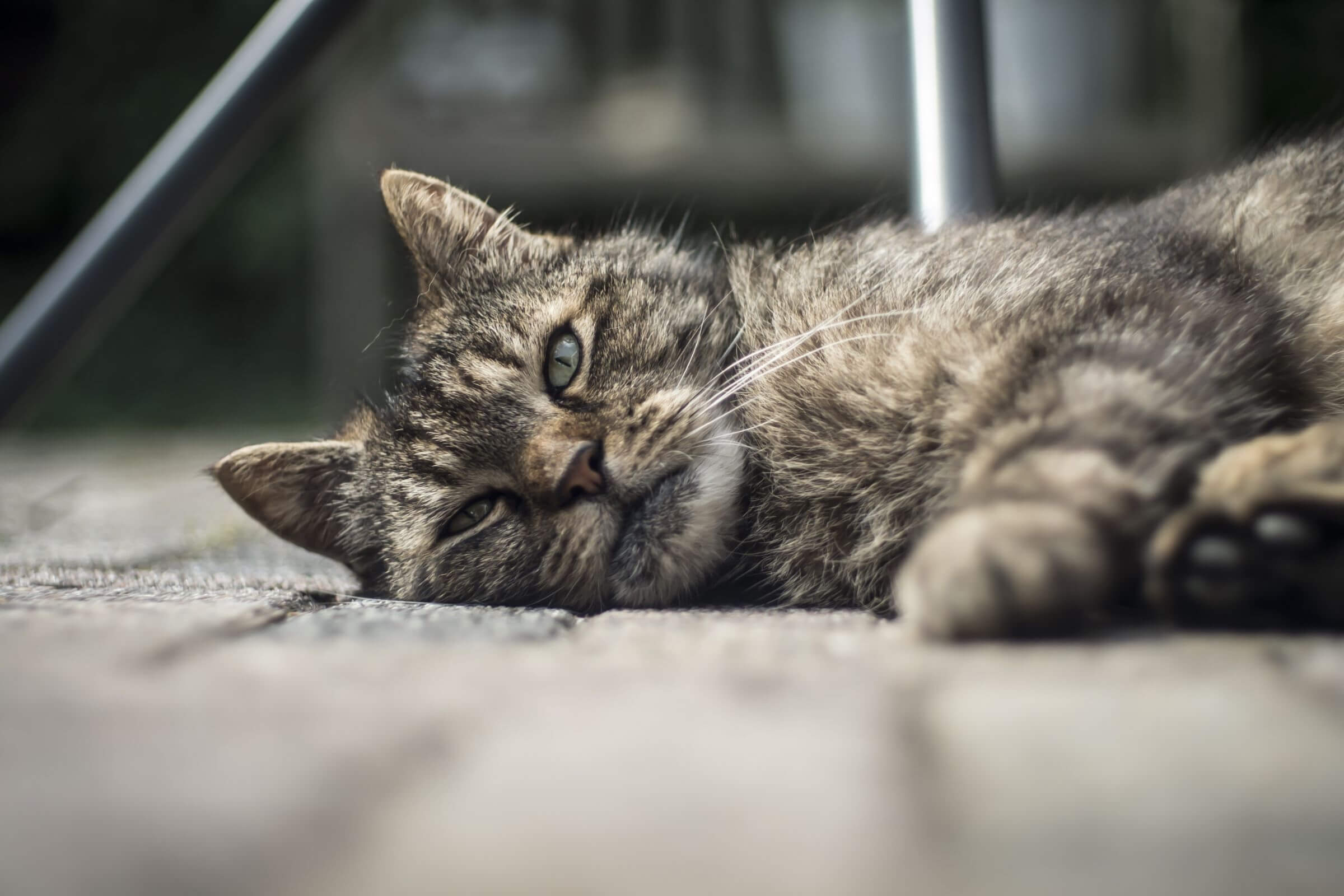 Gato vomitando espuma branca: O que pode ser? clínica veterinária 24h