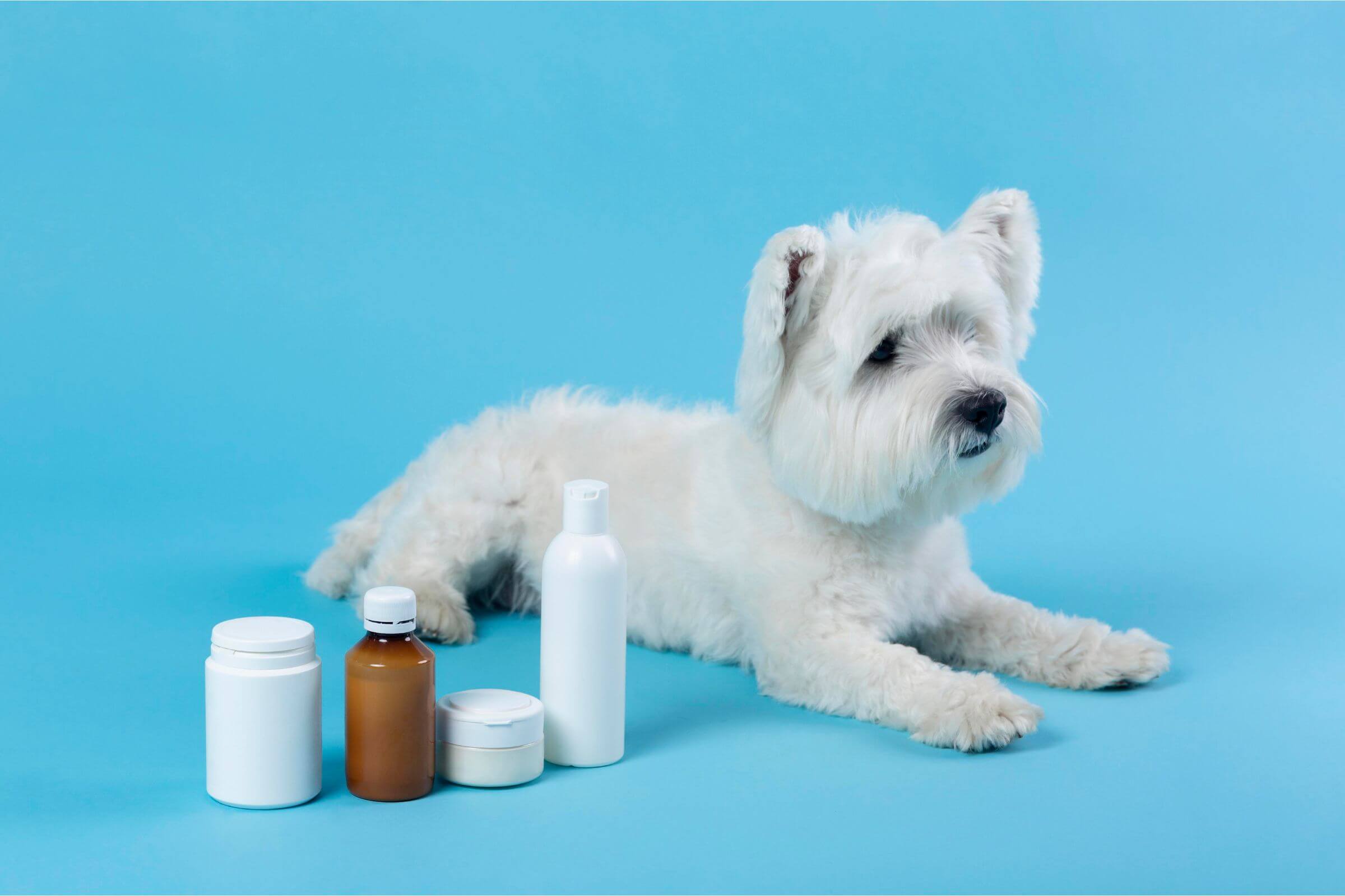 Medicamentos Tóxicos para os Pets: Proteja o Seu Amigo, clínica veterinária 24h