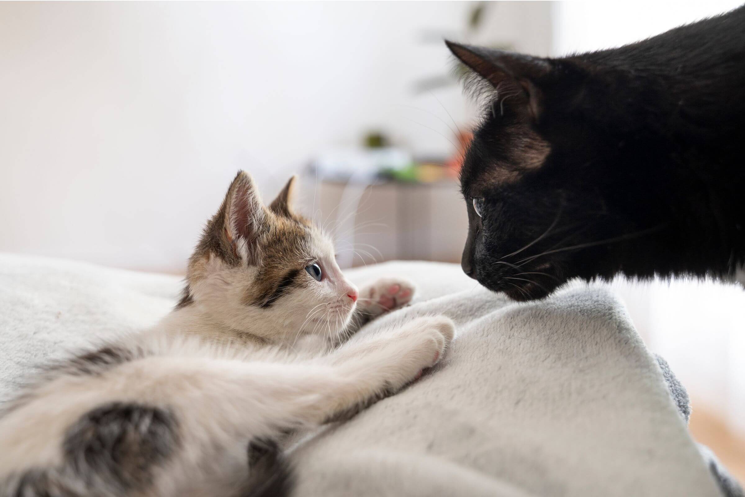 Novo Pet na Família: Como Fazer uma Introdução Bem-Sucedida, clínica veterinária 24h