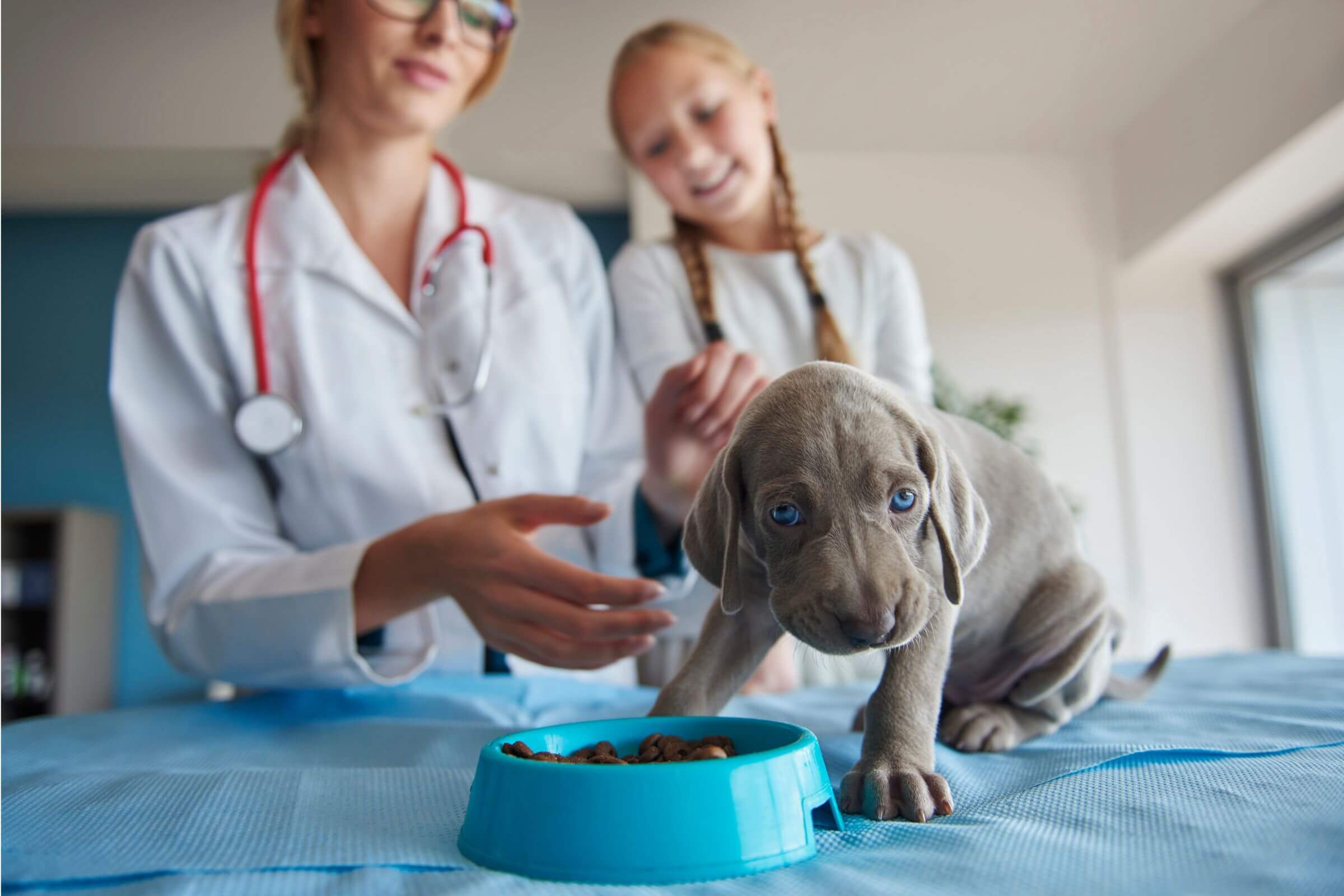 Nutricionista Veterinário em Maringá: Quanto Custa em 2024? clínica veterinária 24h