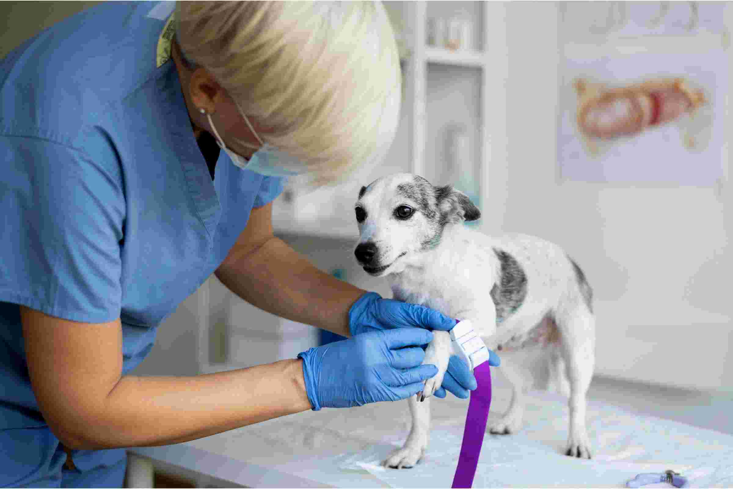 Ortopedista Veterinário: Quanto Custa em Maringá em 2024? clínica veterinária 24h