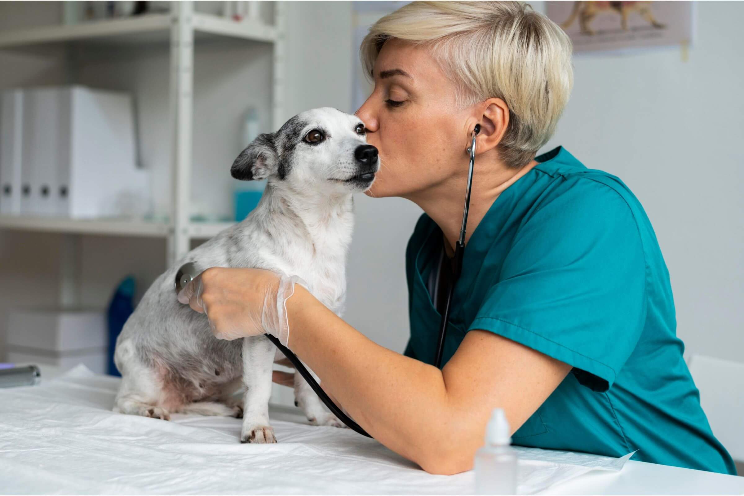 Pet Saudável: Quais Exames de Rotina Precisa Fazer, clínica veterinária 24h