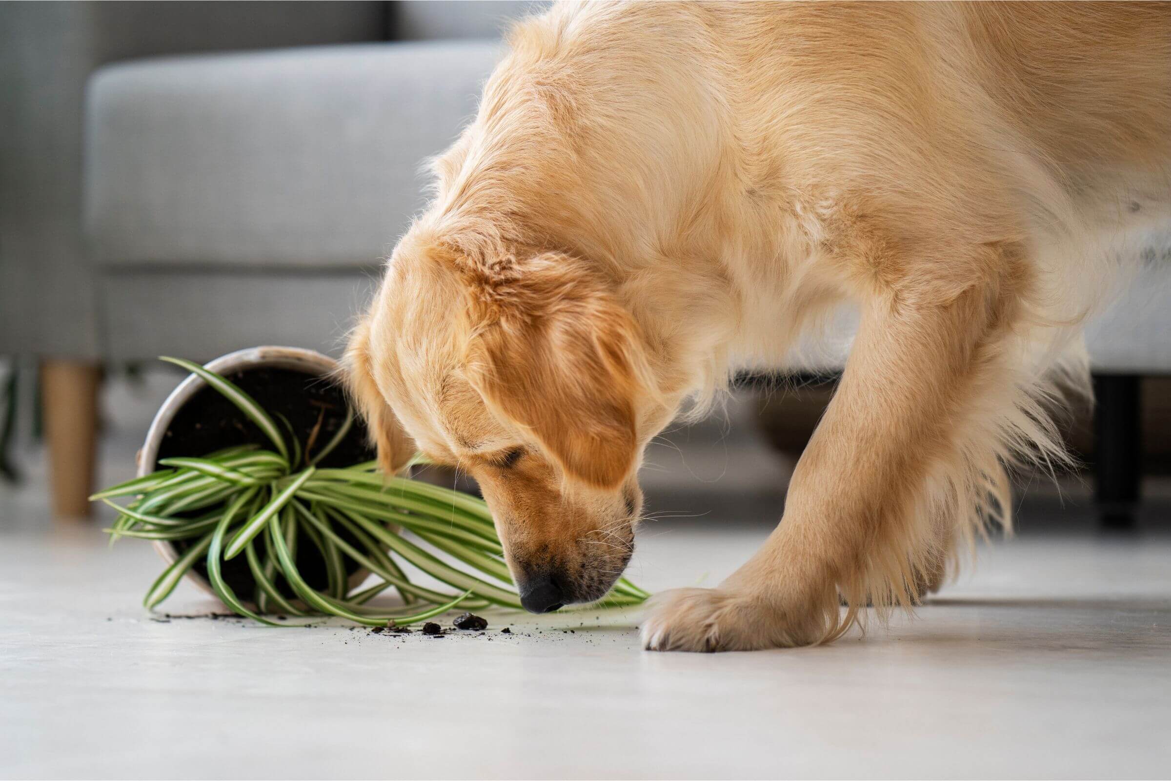 Plantas Tóxicas para Cães: Saiba Quais Evitar, clínica veterinária 24h