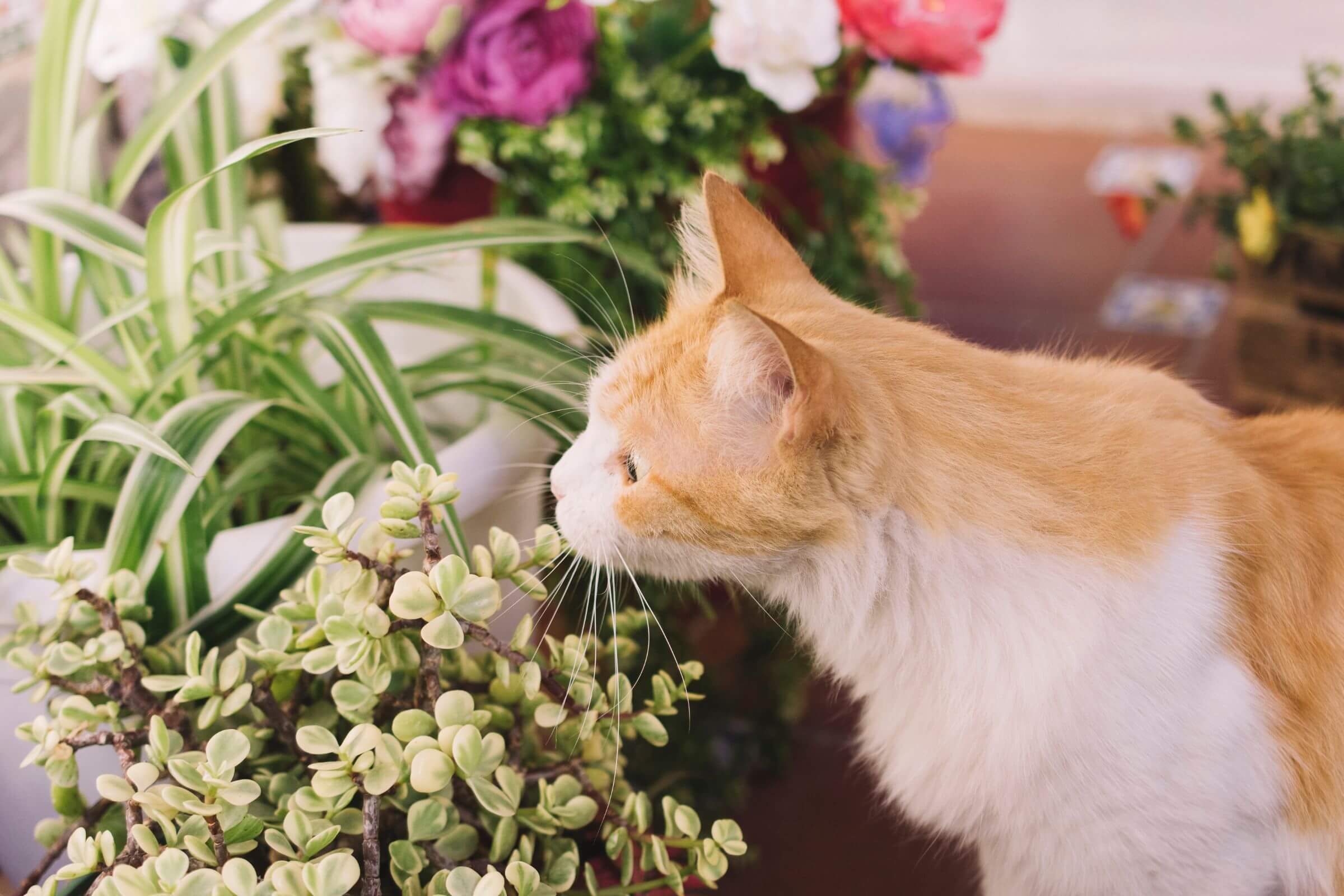 Plantas Tóxicas para Gatos: Saiba Quais Evitar, clínica veterinária 24h