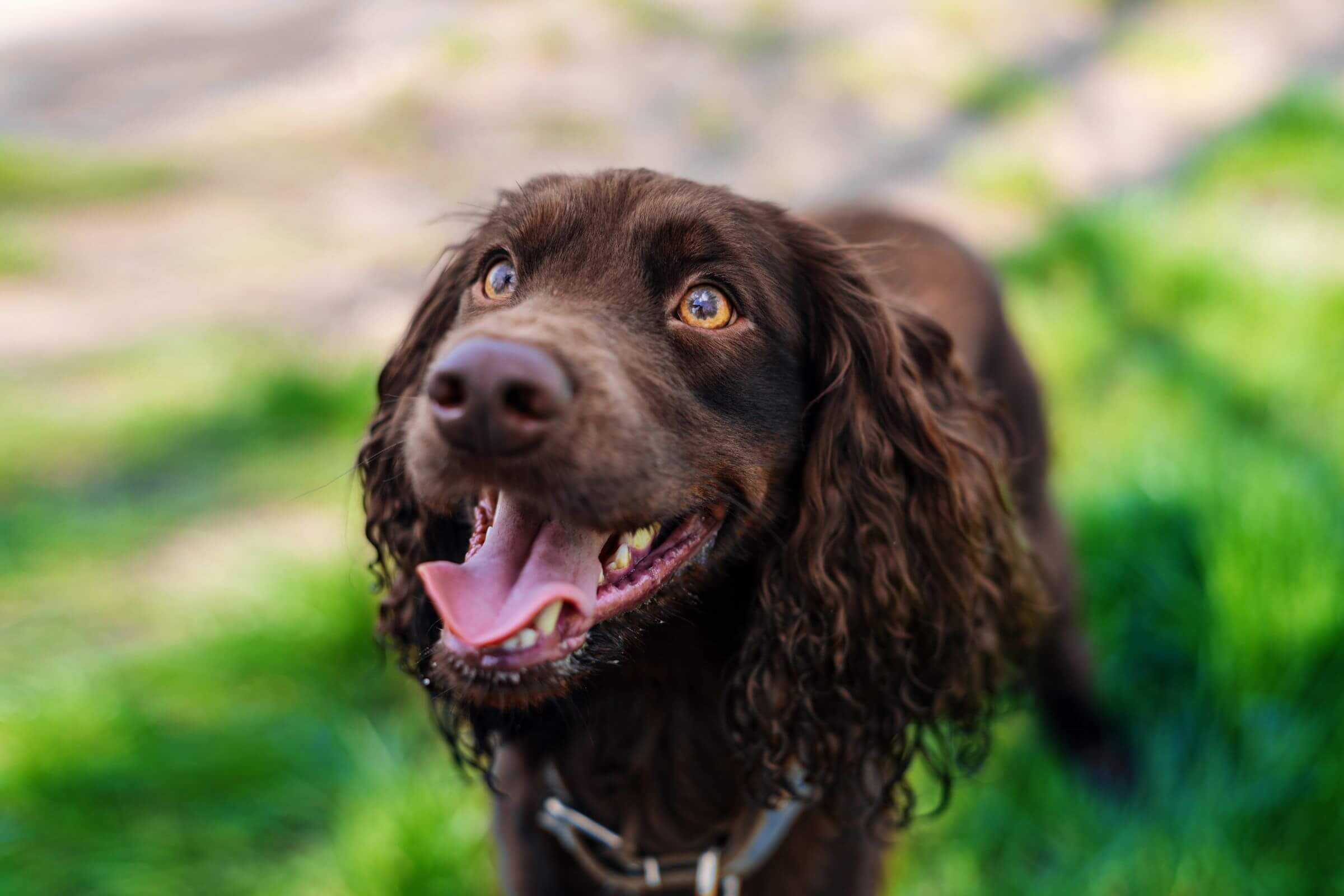 500 Nomes para Cachorros: Encontre o Nome Perfeito, clínica veterinária 24h