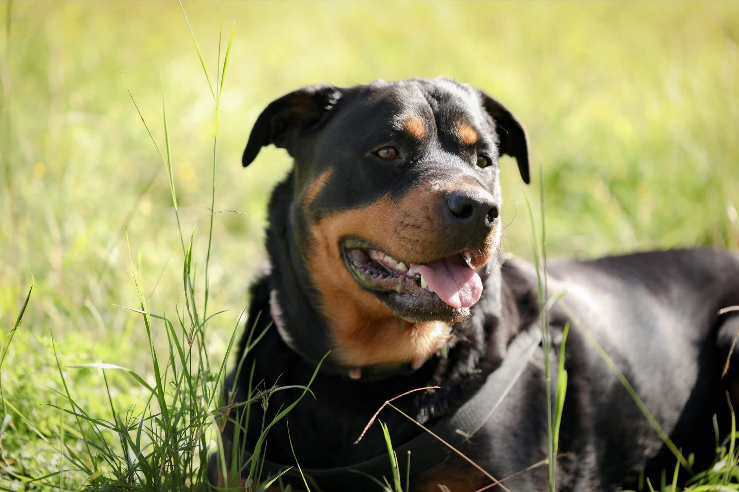 Cuidados com Rottweiler: Como Garantir uma Vida Saudável, clínica veterinária 24h