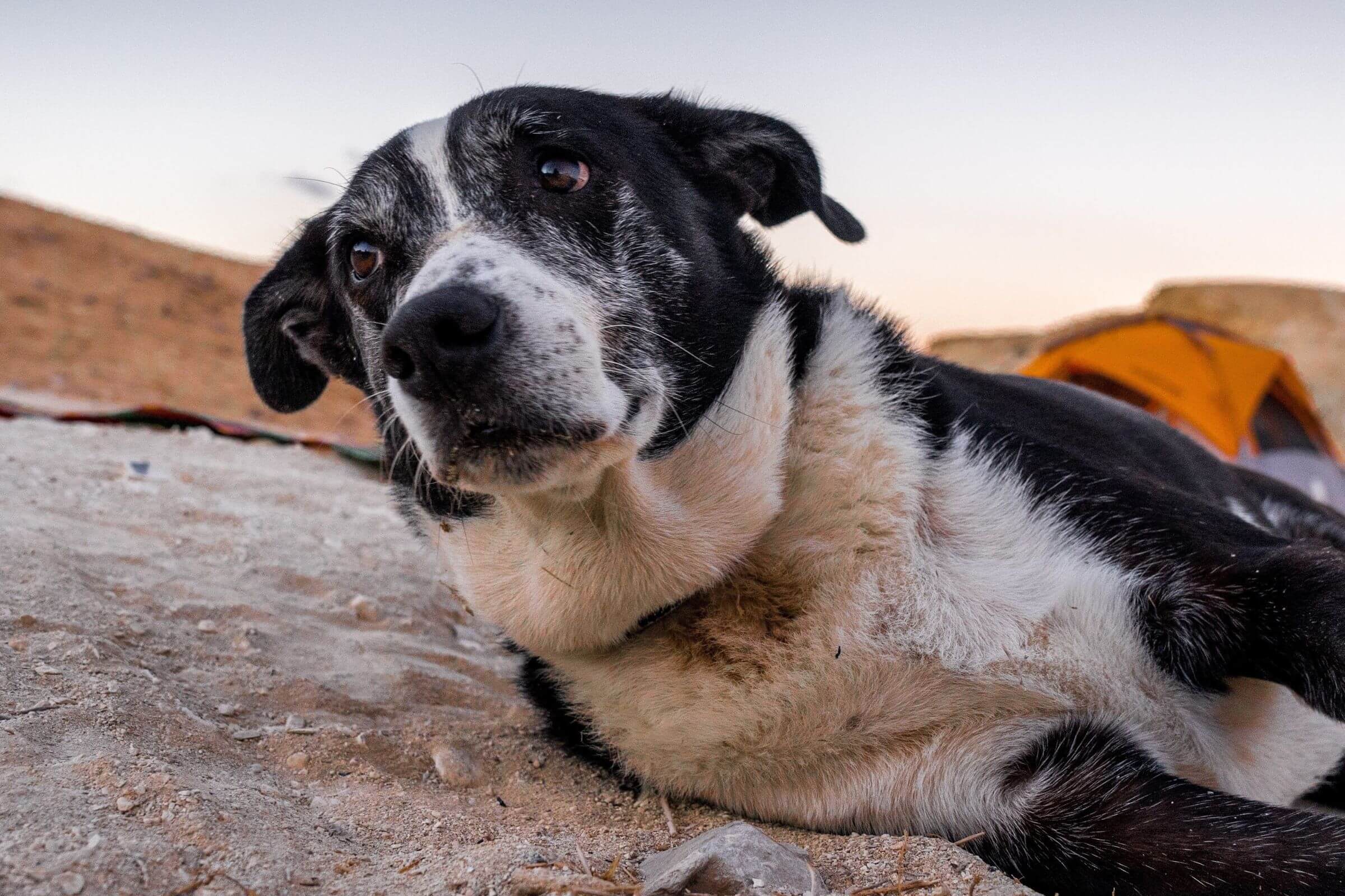 Alzheimer Canino: Quais os sintomas e como tratar, clínica veterinária 24h