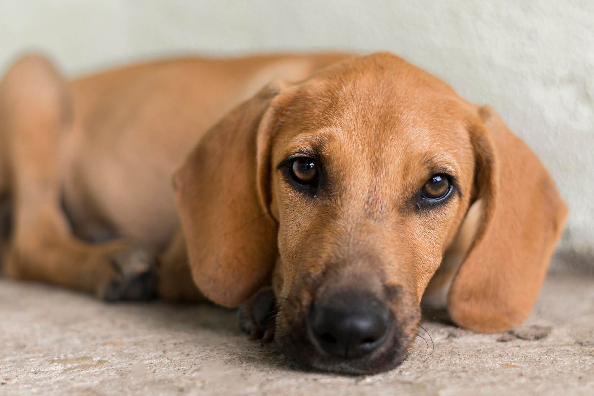 Anemia em Cães: Como Identificar e o Que Fazer, clínica veterinária 24h