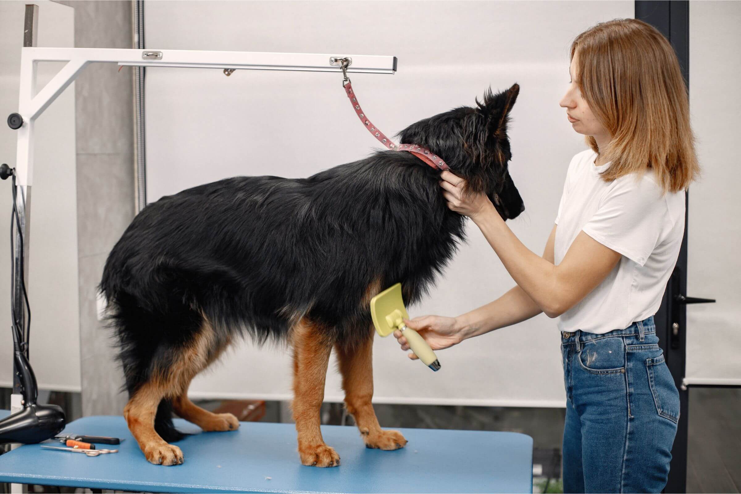 3 Cuidados Antes de Levar Meu Cachorro no Banho e Tosa em Maringá, clínica veterinária 24h