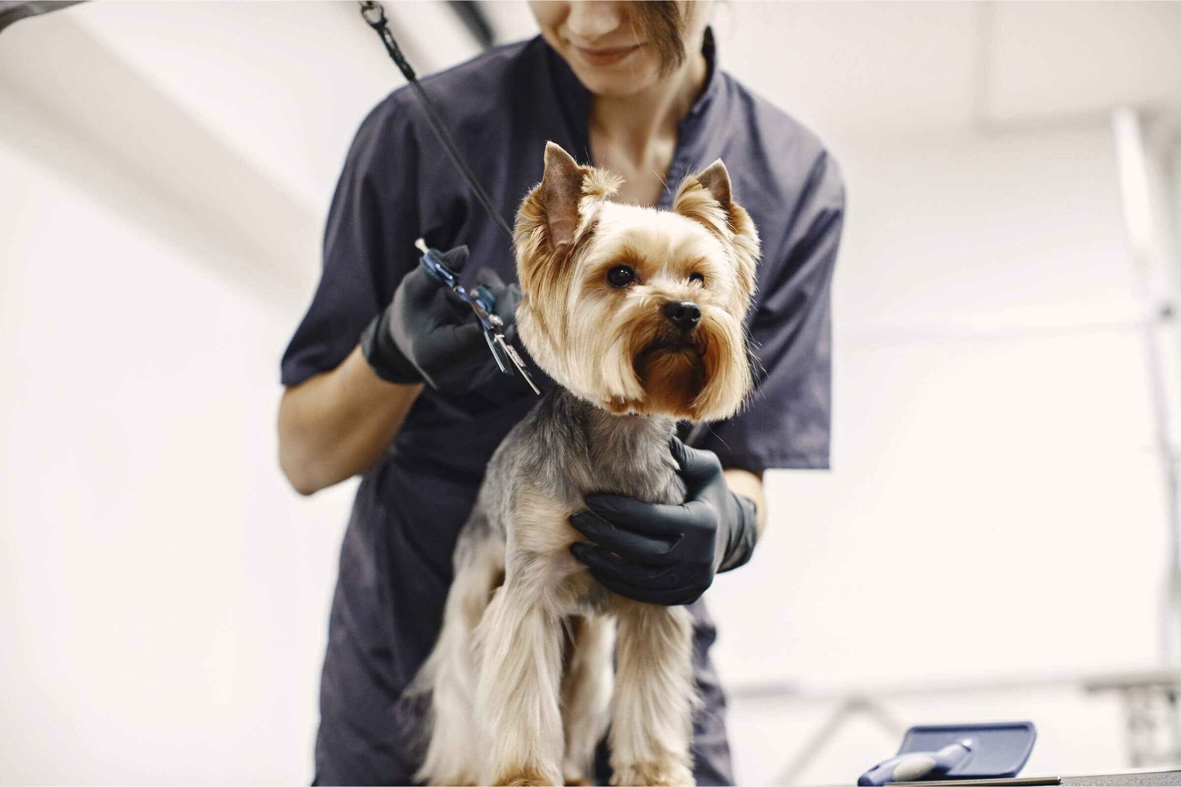 Banho e Tosa para Cachorro: 3 Cuidados Essenciais em Maringá, clínica veterinária 24h