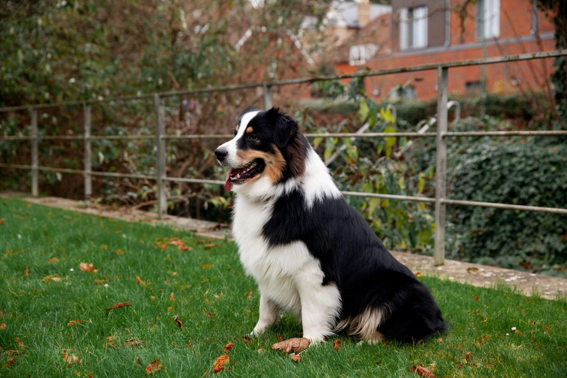 Border Collie: Cuidados Essenciais para uma Vida Saudável, clínica veterinária 24h