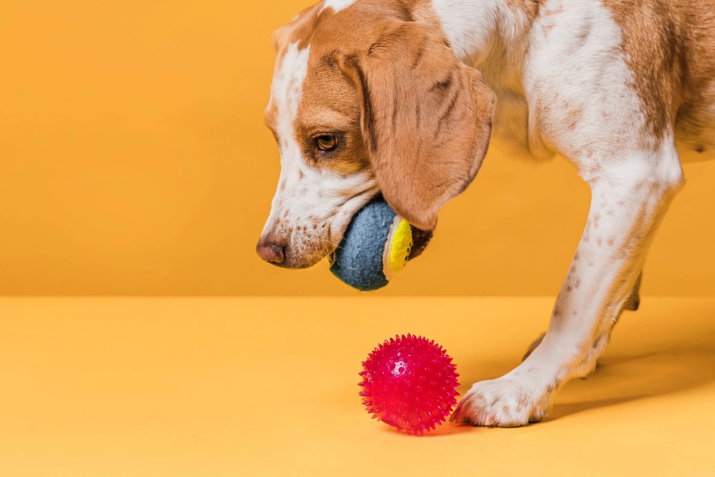 5 Excelentes Brinquedos para Cães, clínica veterinária 24h