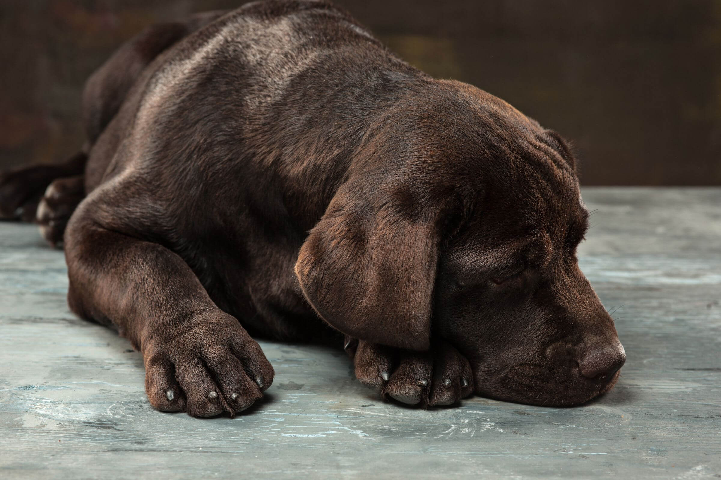 Meu cachorro foi intoxicado? Sinais para ficar alerta, clínica veterinária 24h